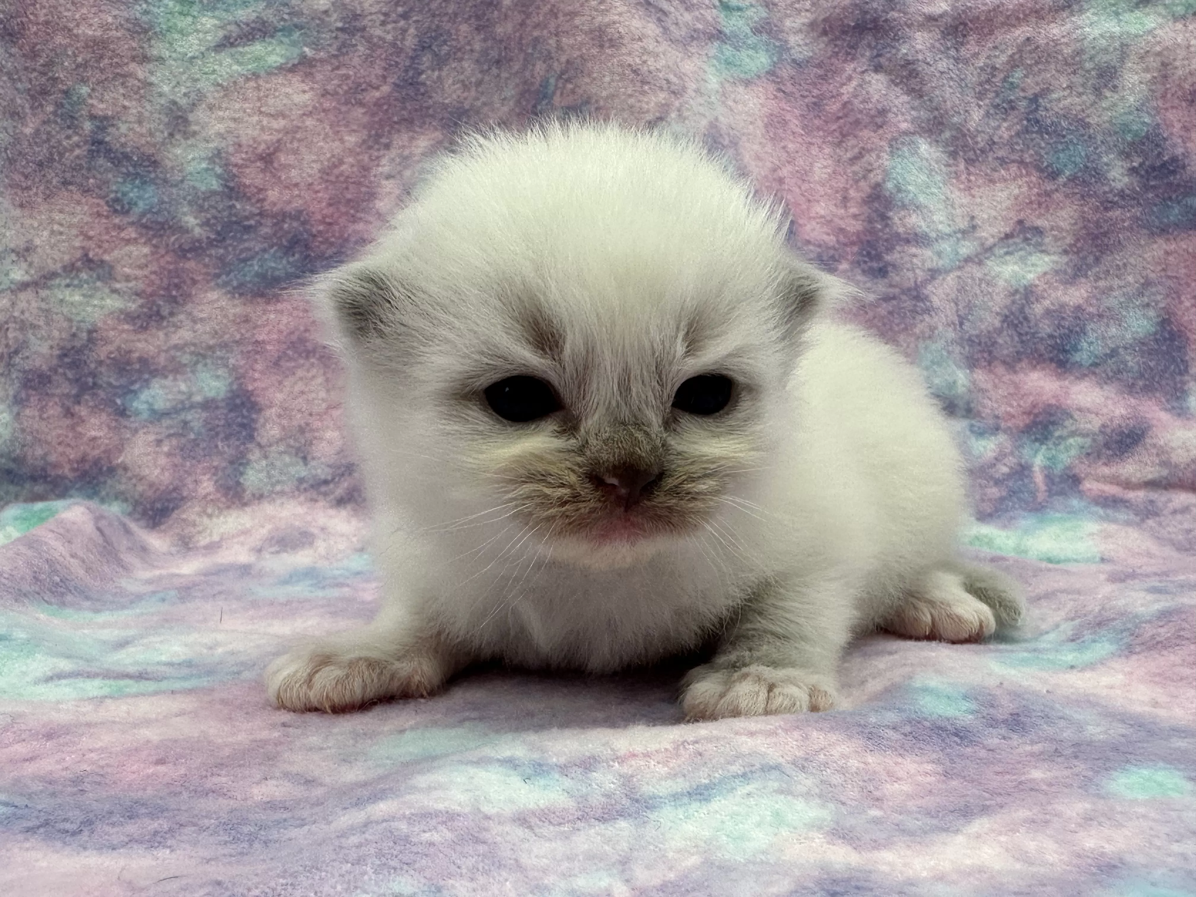 queens gallery image