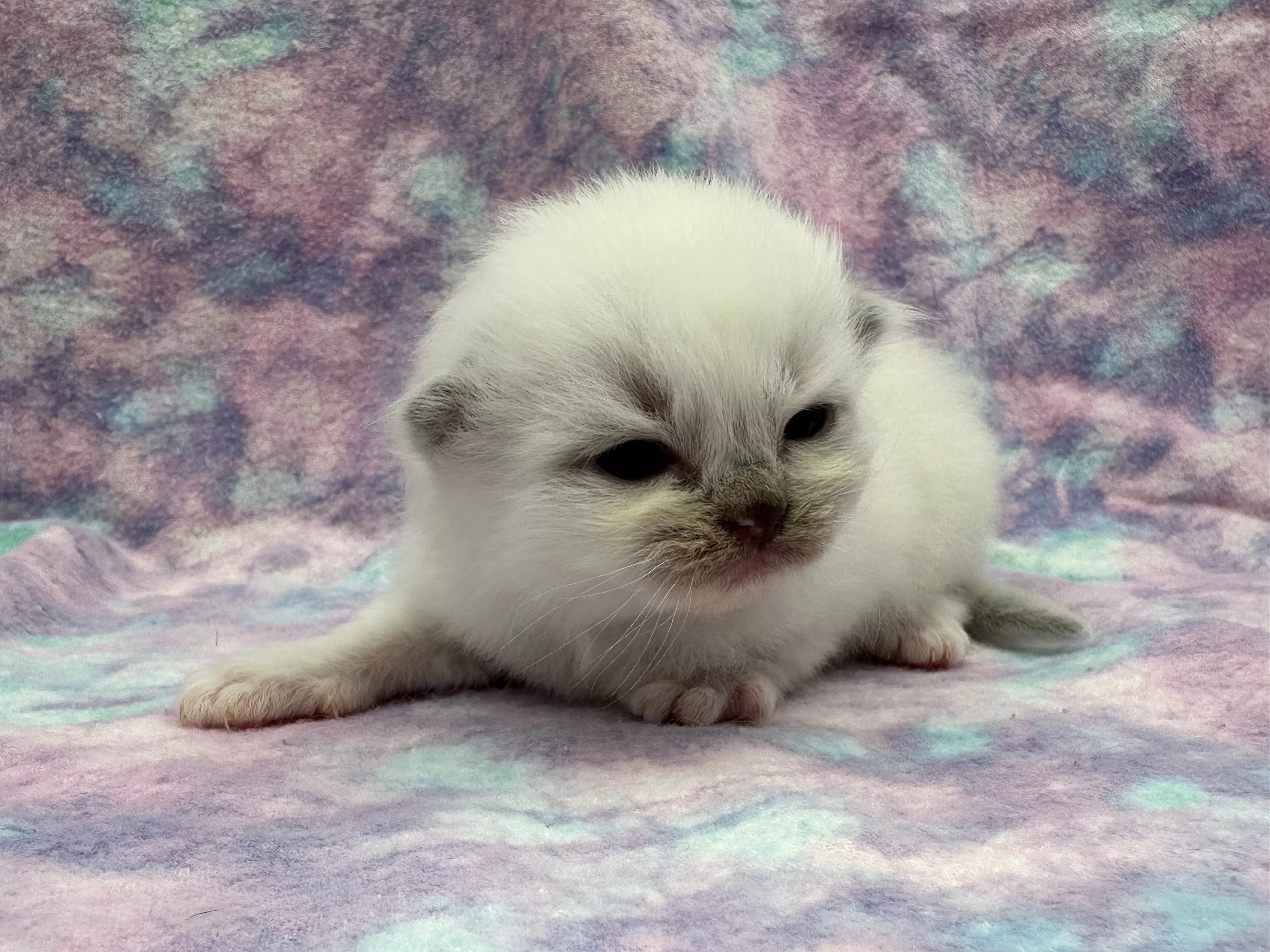 queens gallery image