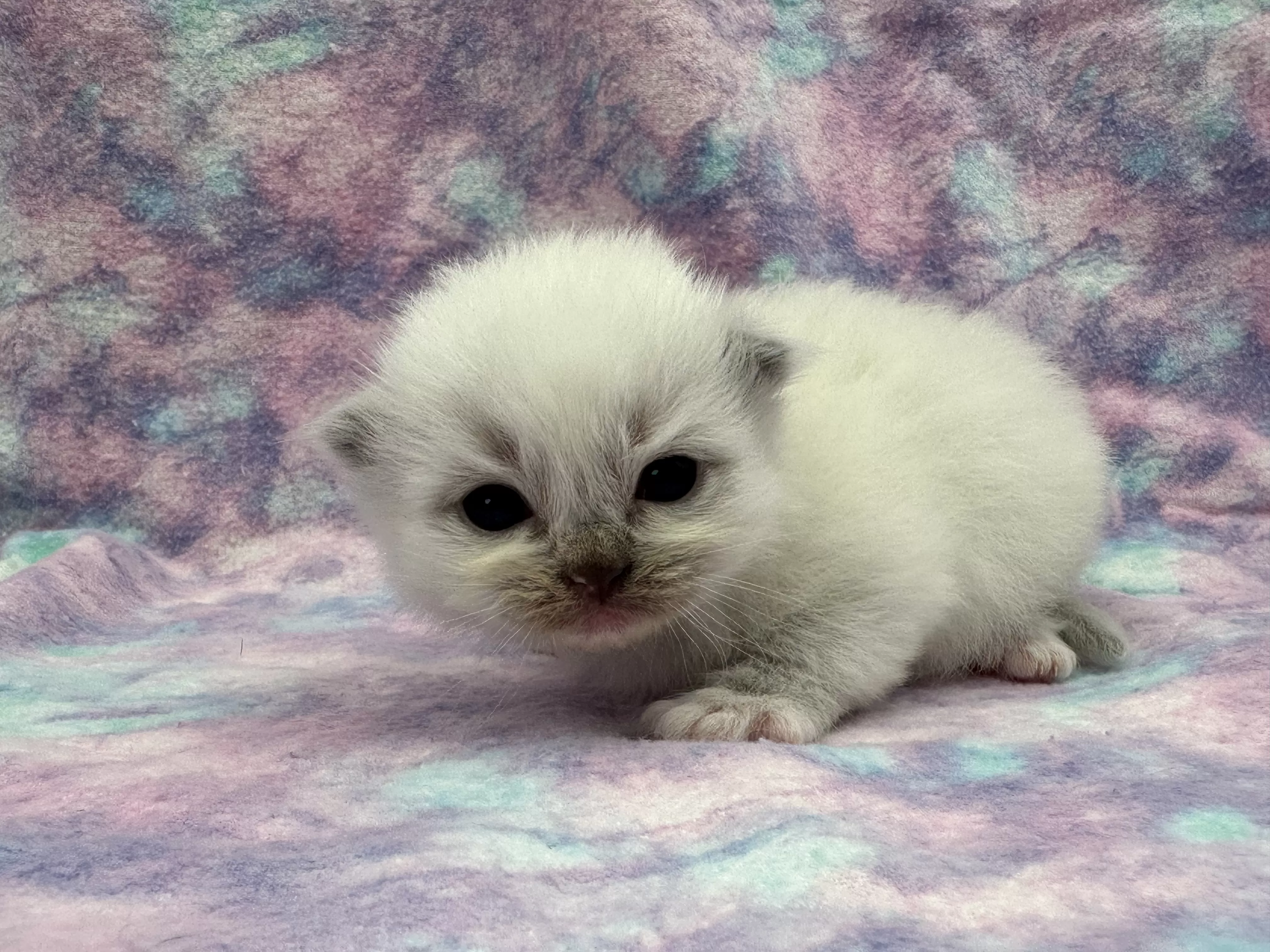 queens gallery image