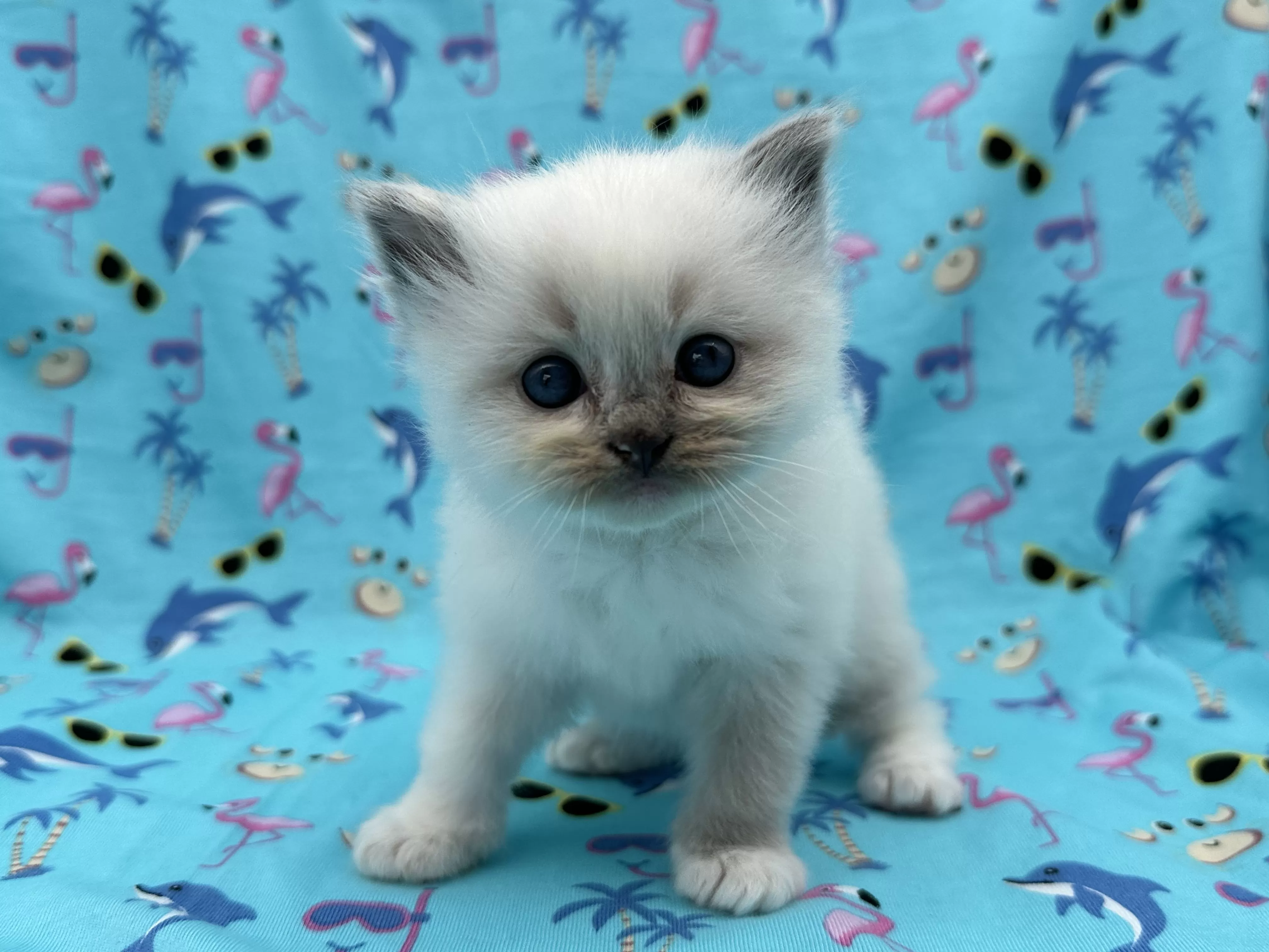 queens gallery image