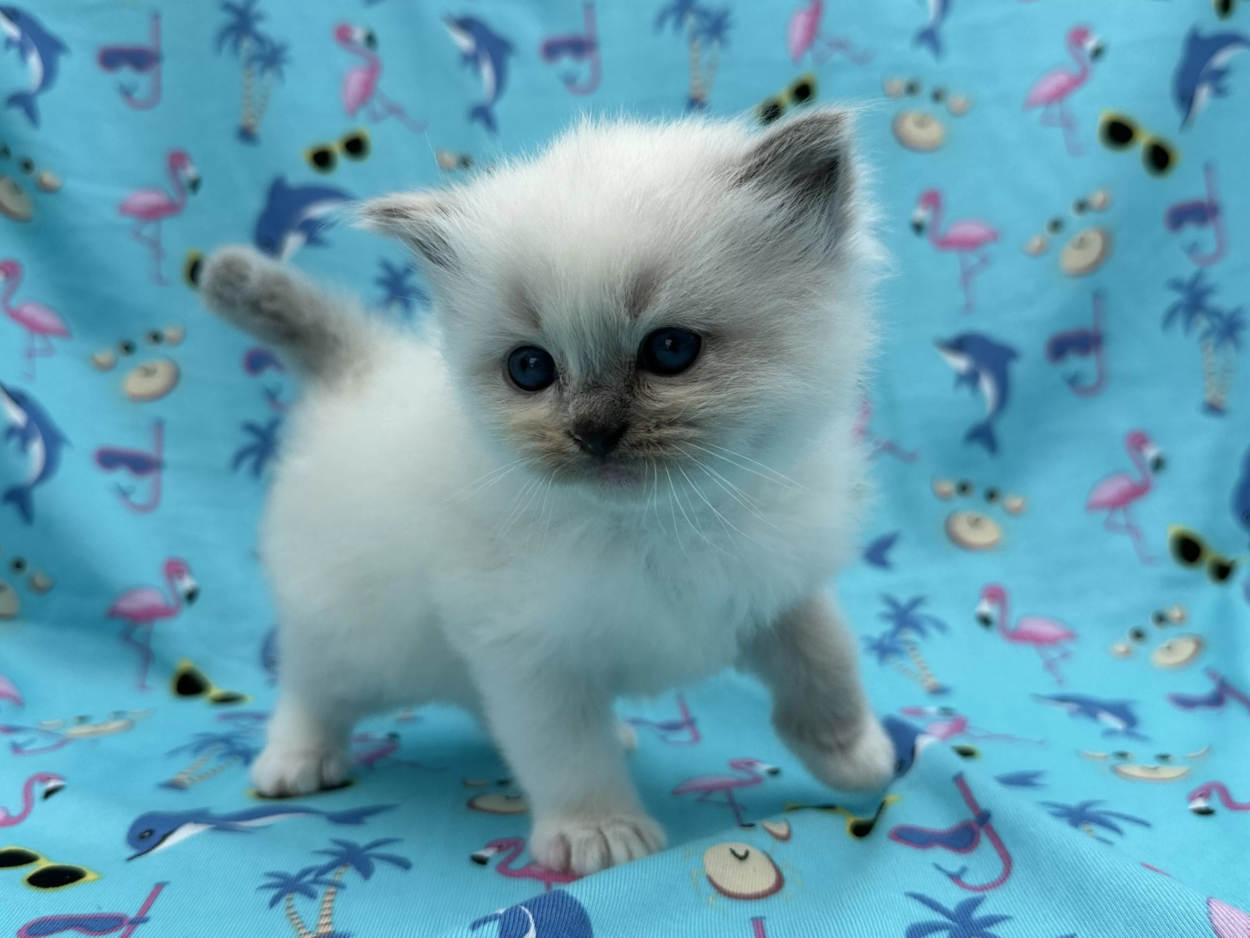 queens gallery image