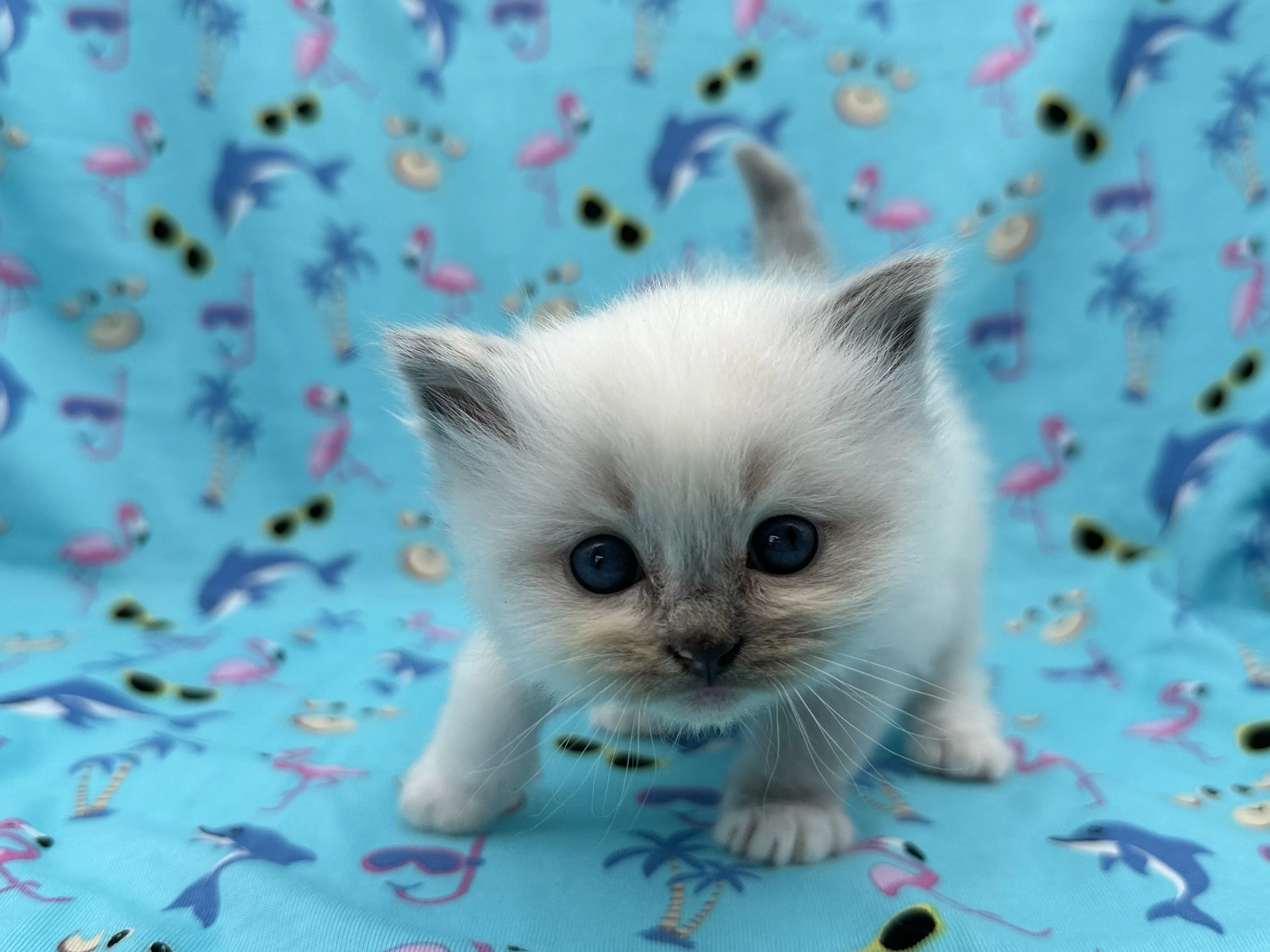 queens gallery image