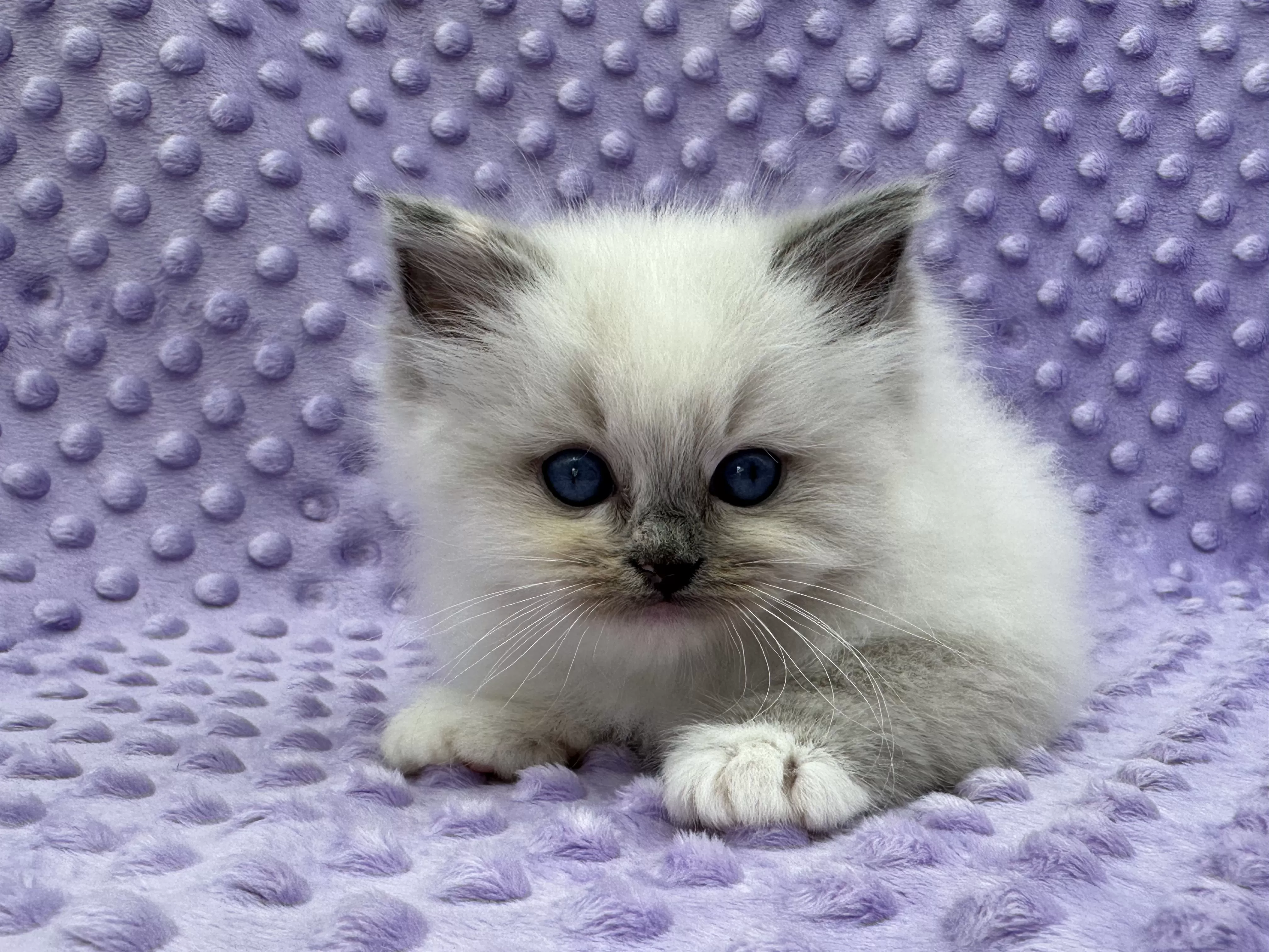 queens gallery image