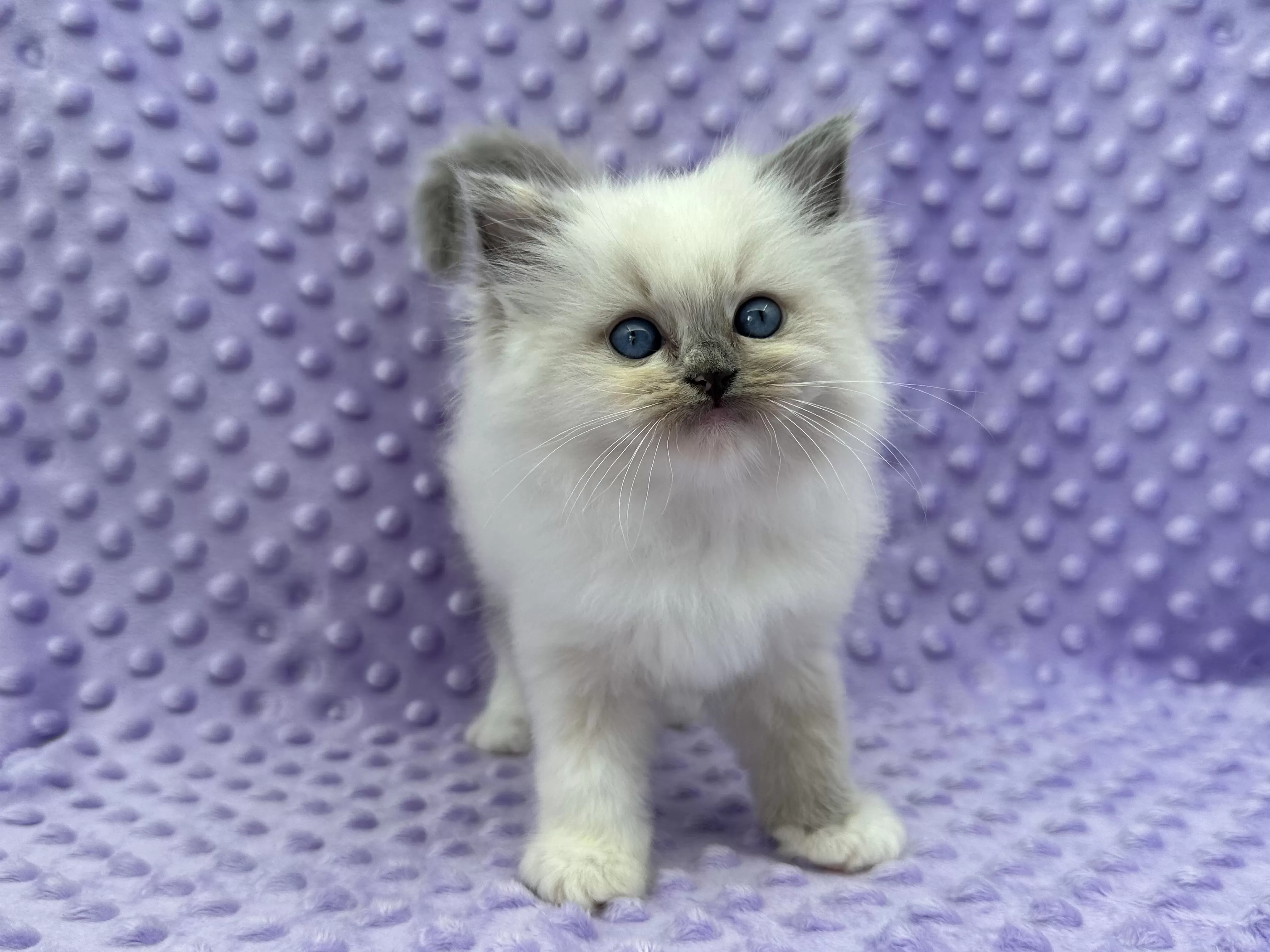 queens gallery image