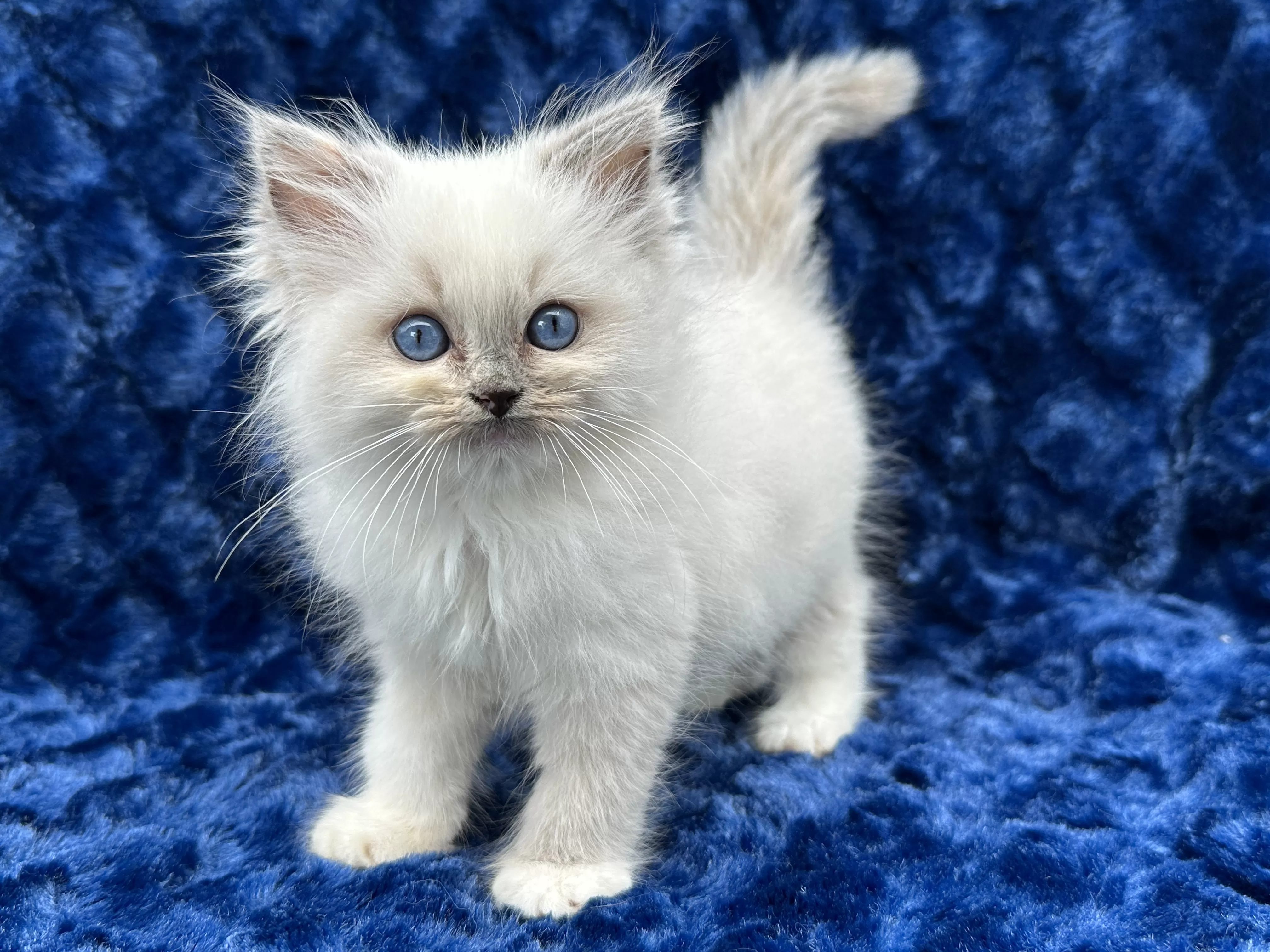 queens gallery image