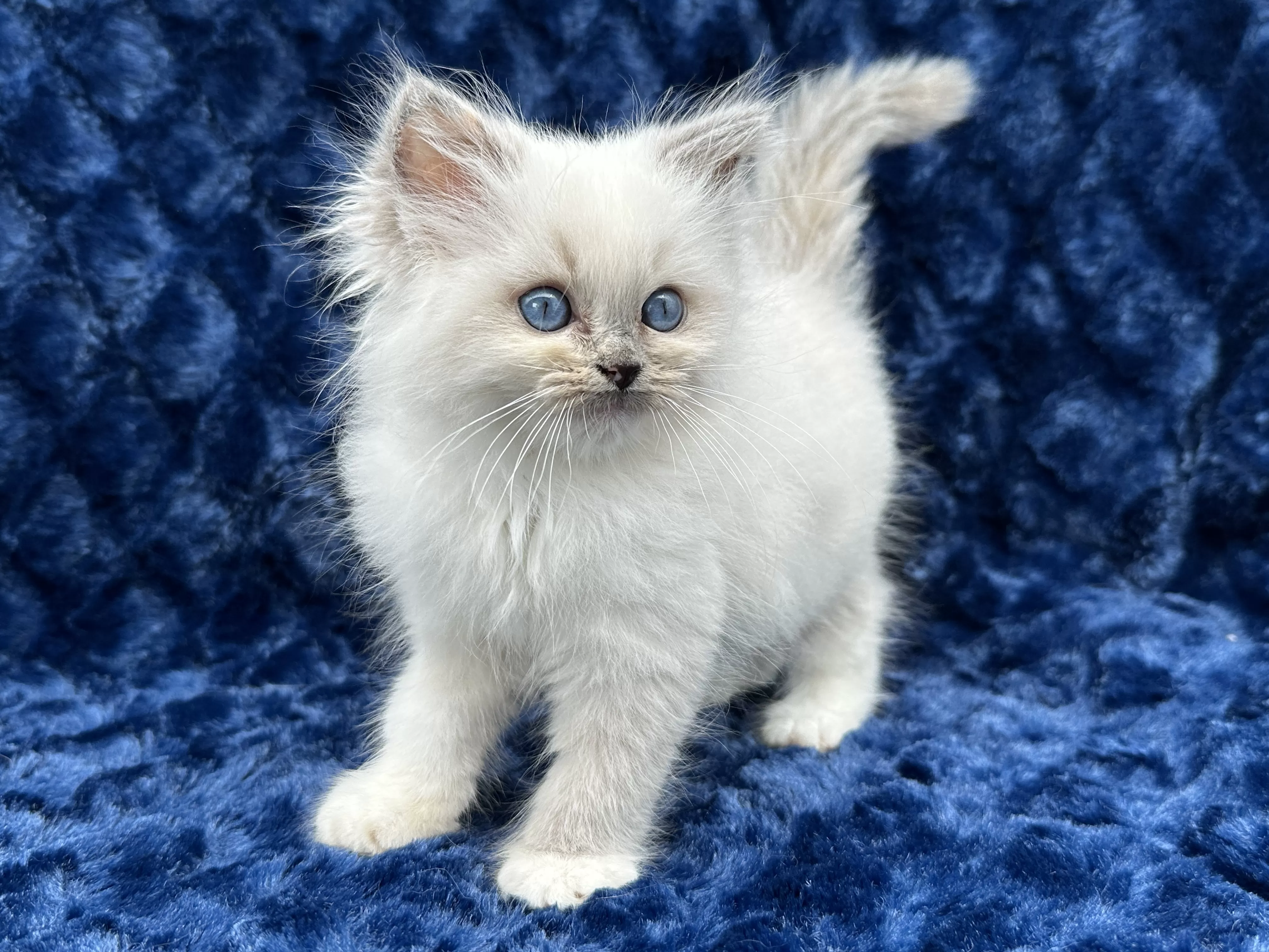 queens gallery image