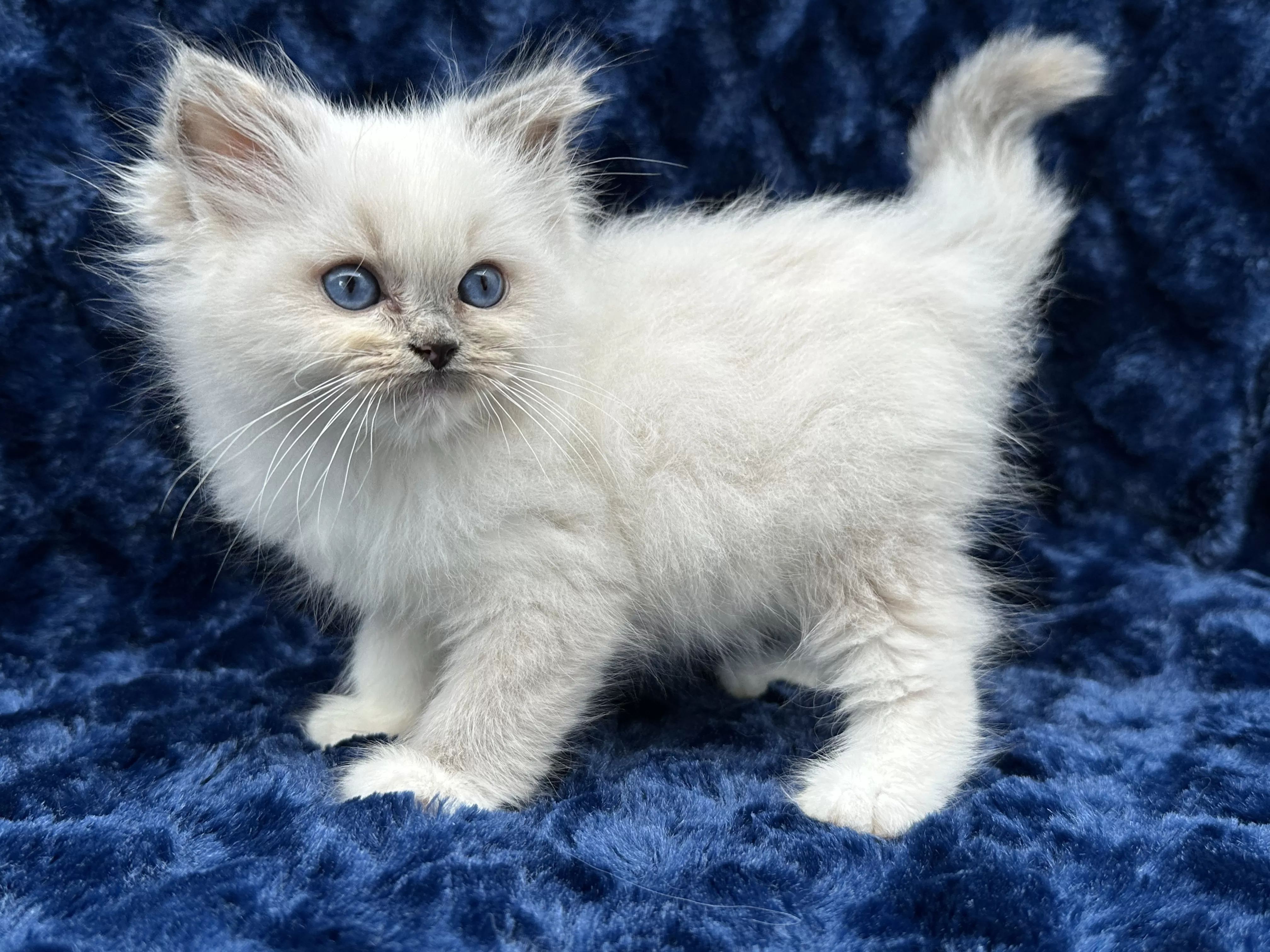 queens gallery image