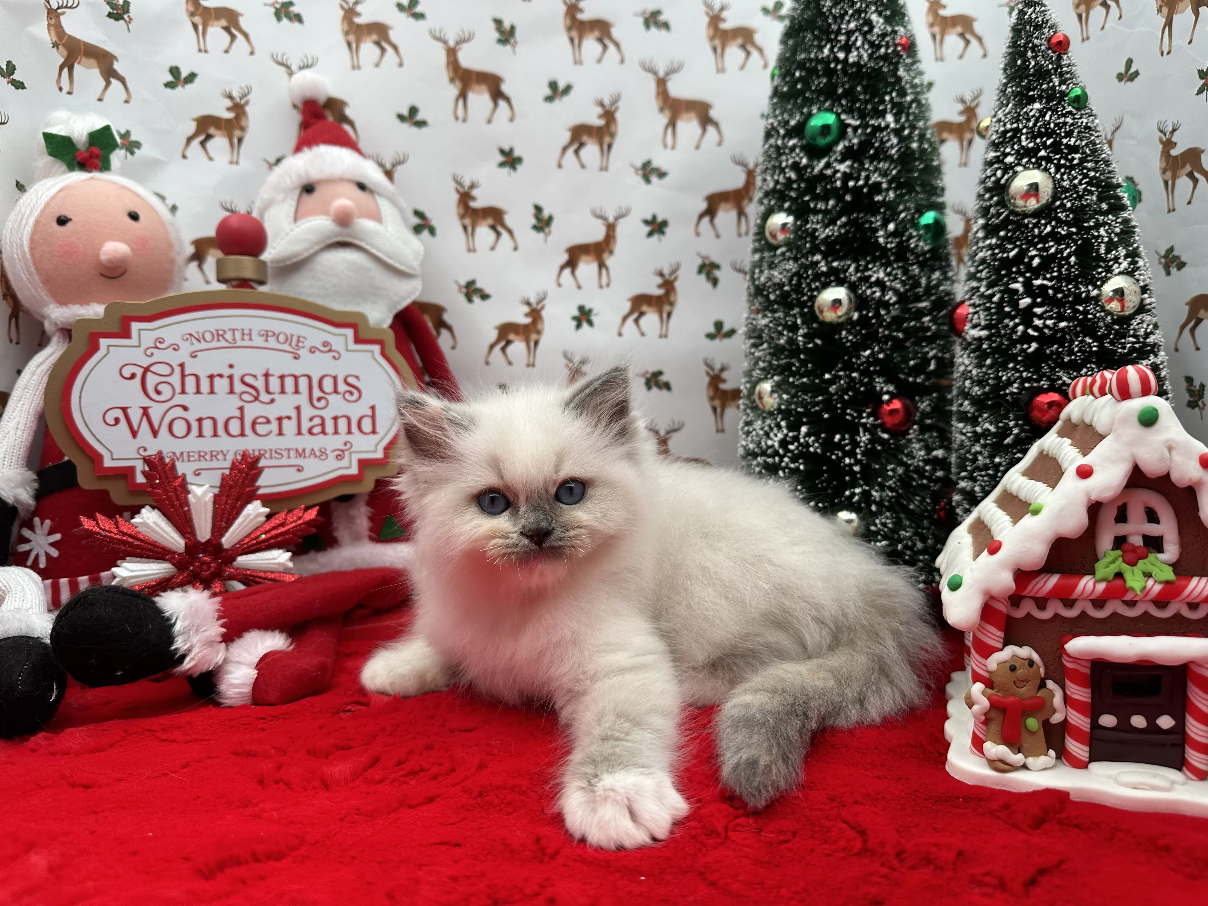 queens gallery image