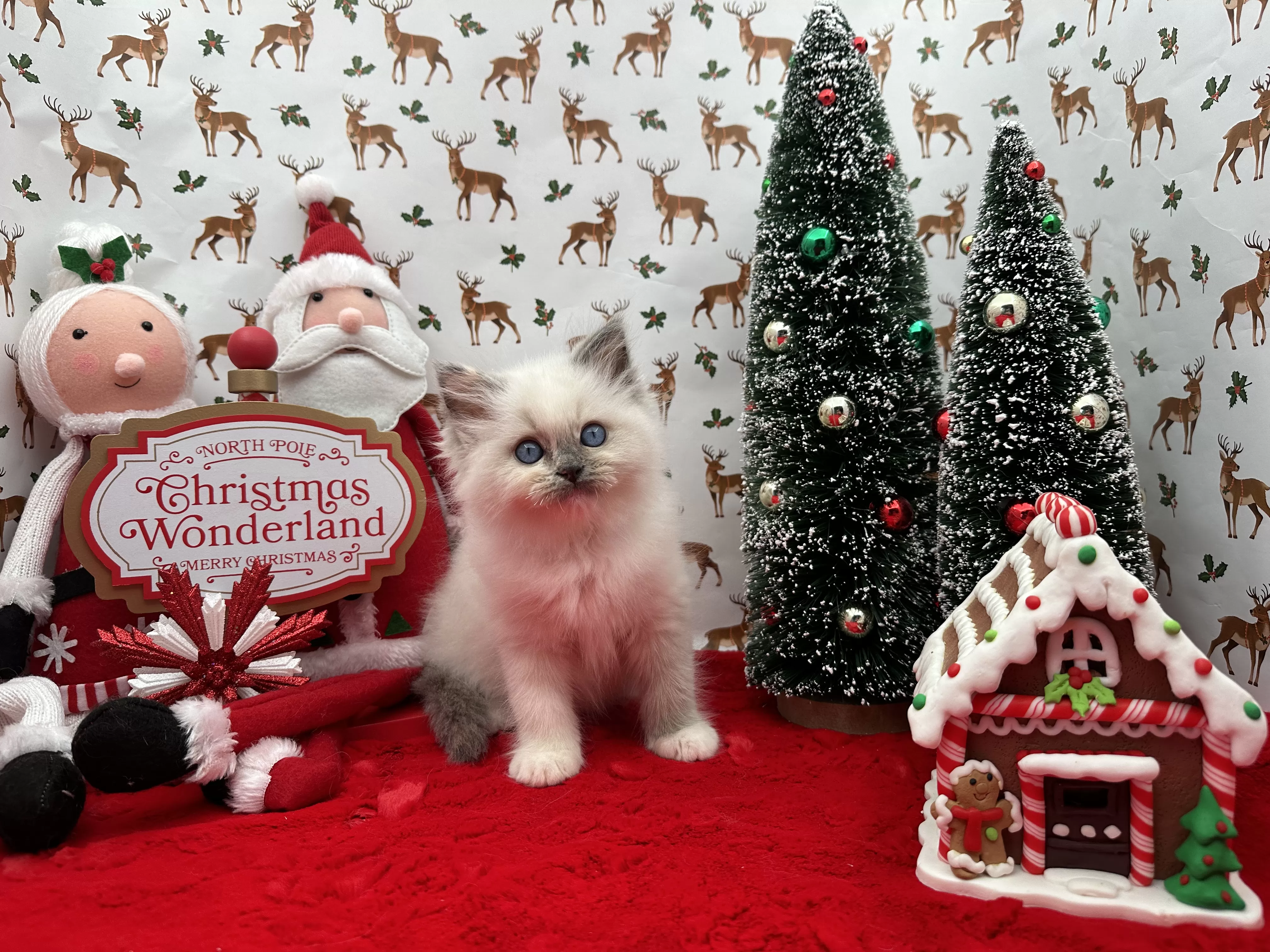 queens gallery image