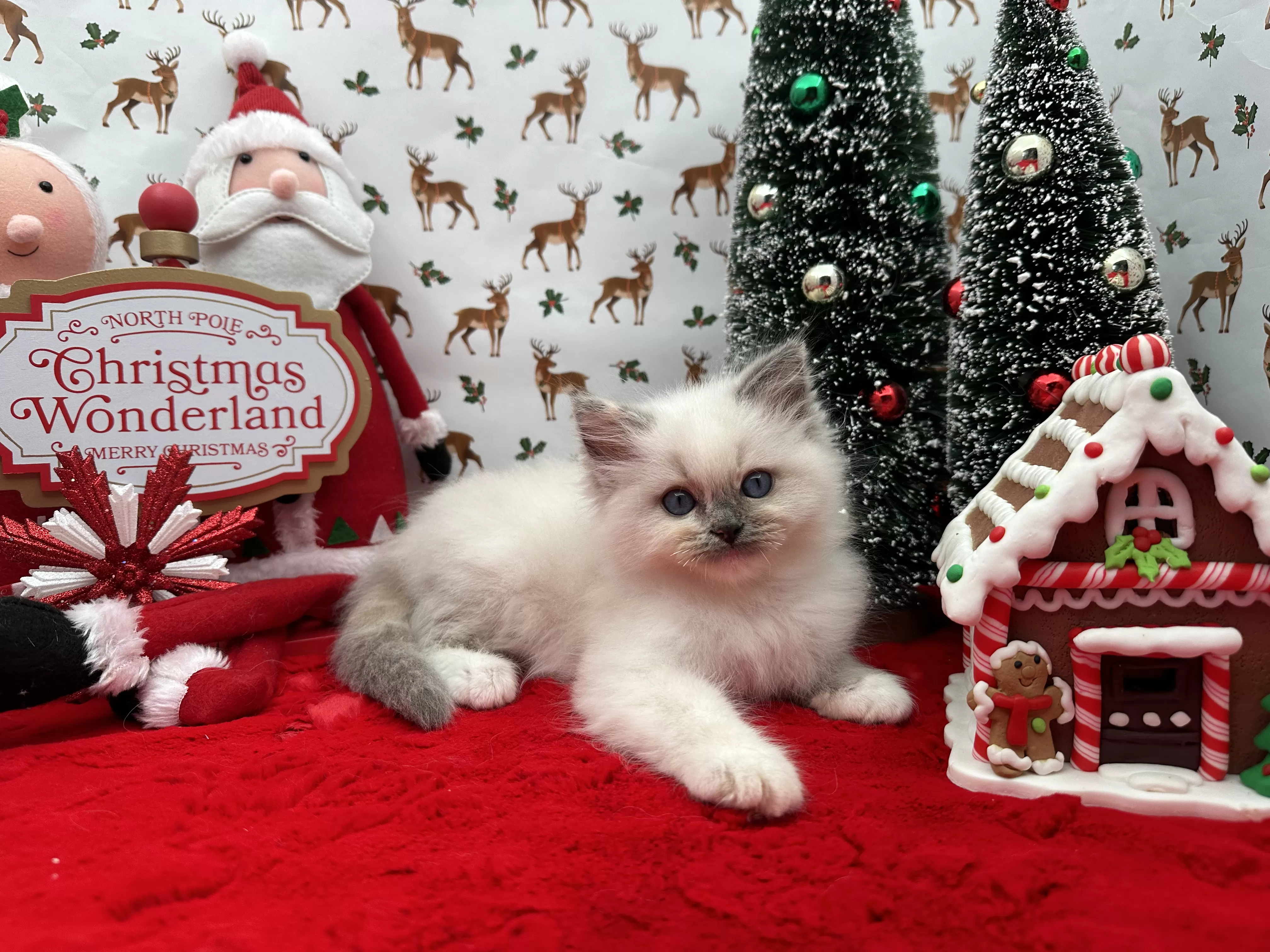 queens gallery image