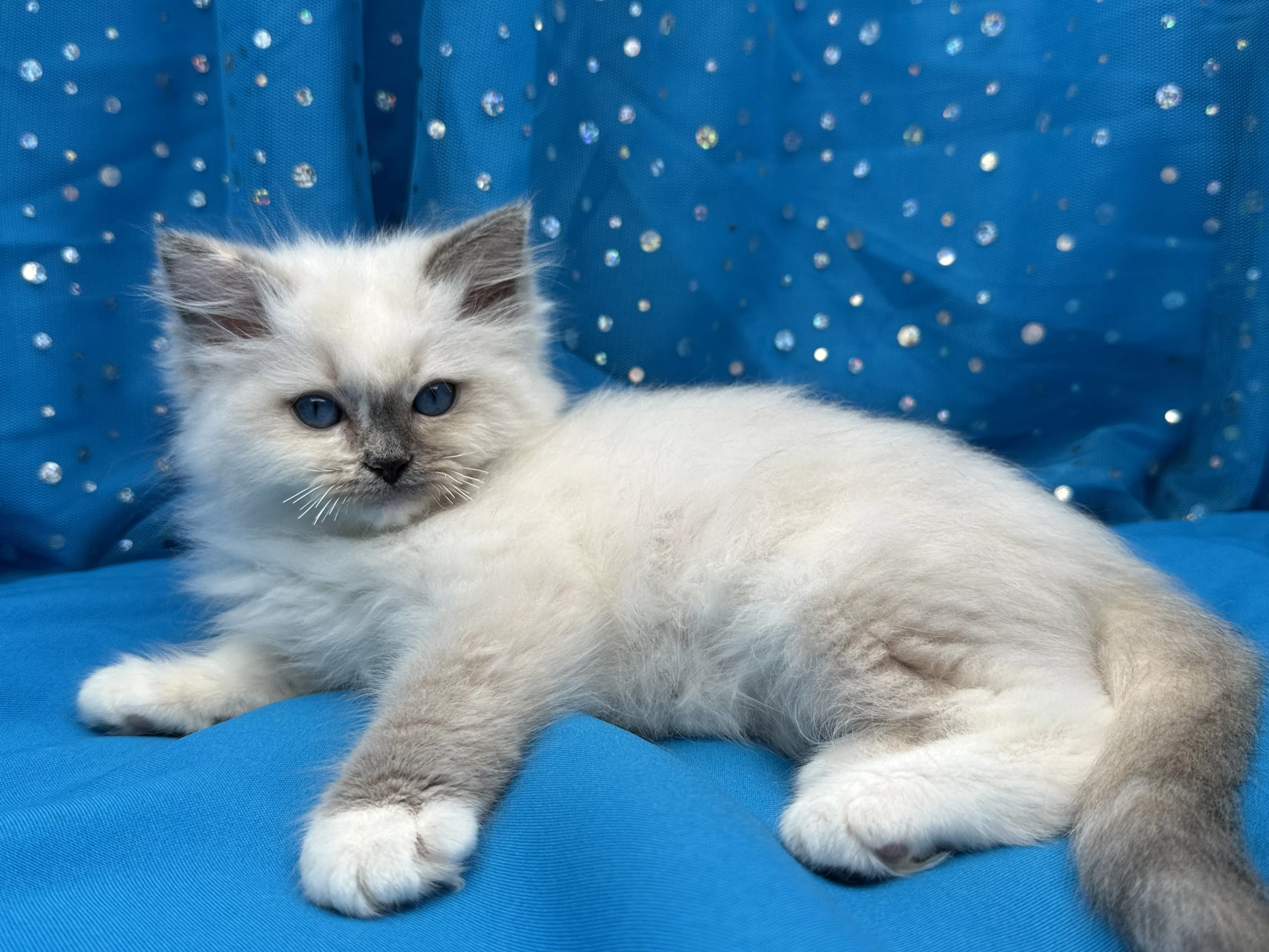 queens gallery image