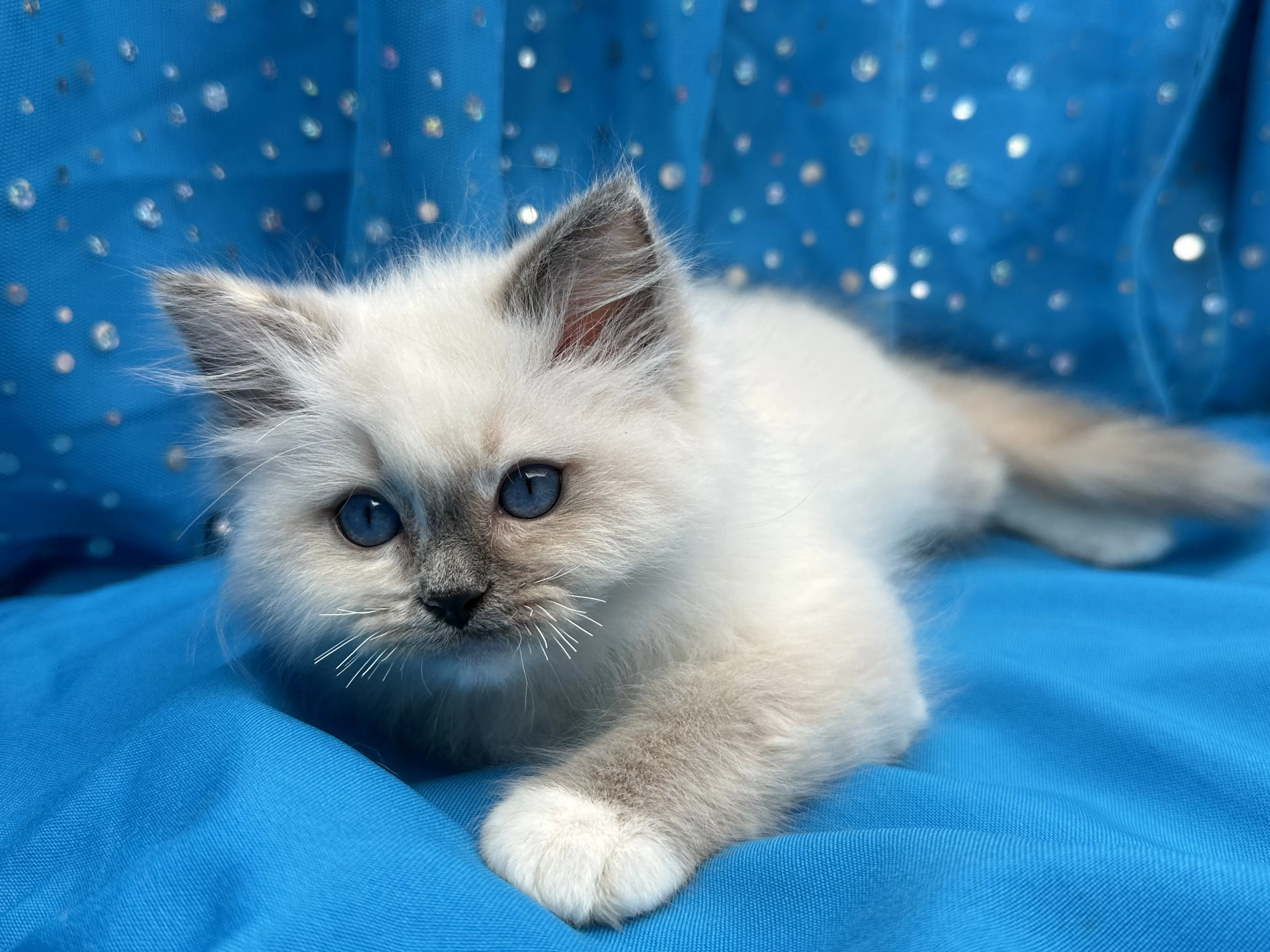 queens gallery image