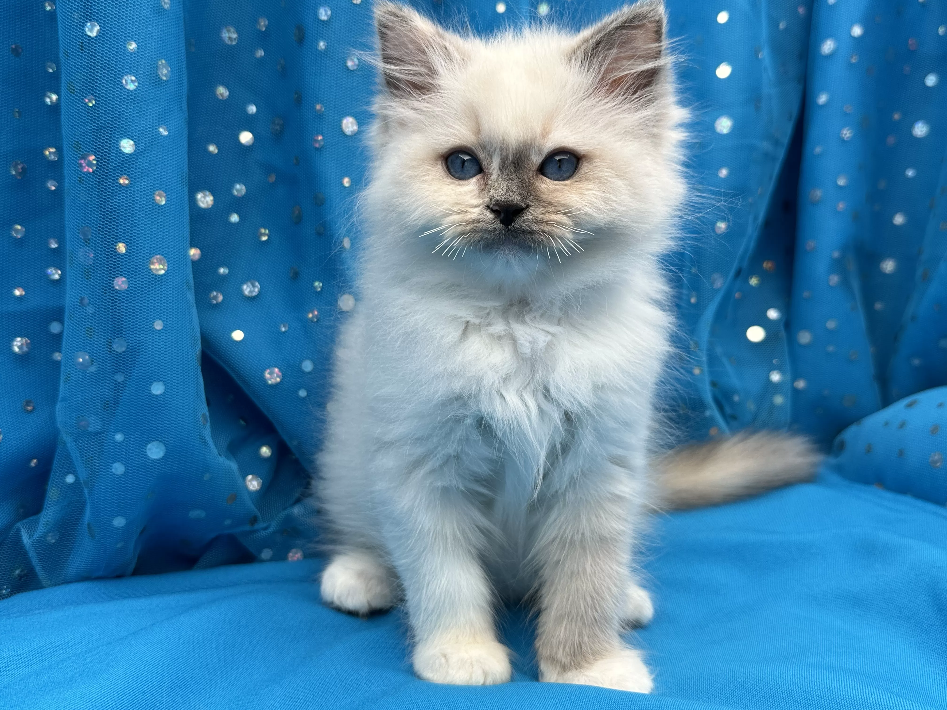 queens gallery image