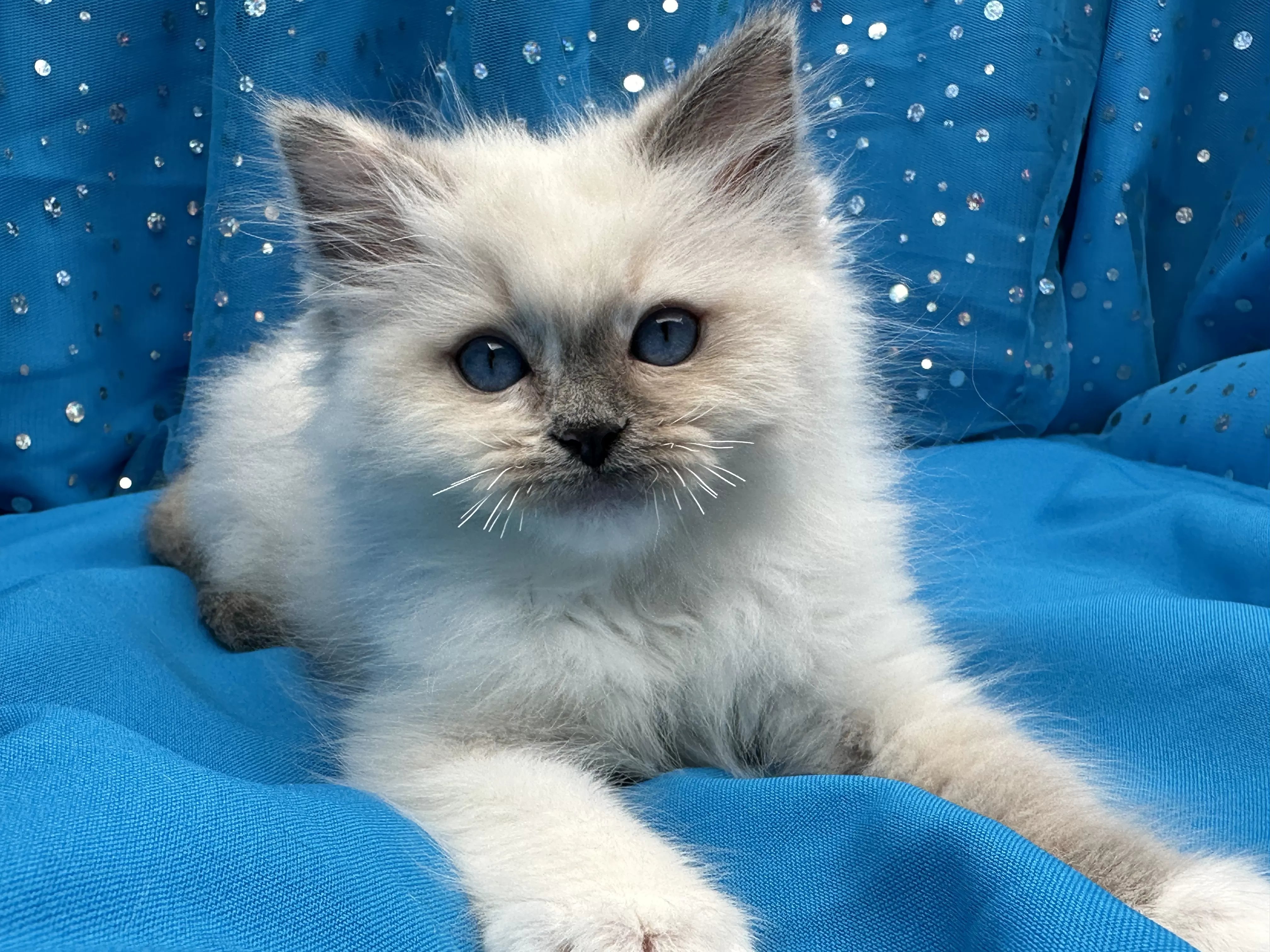 queens gallery image