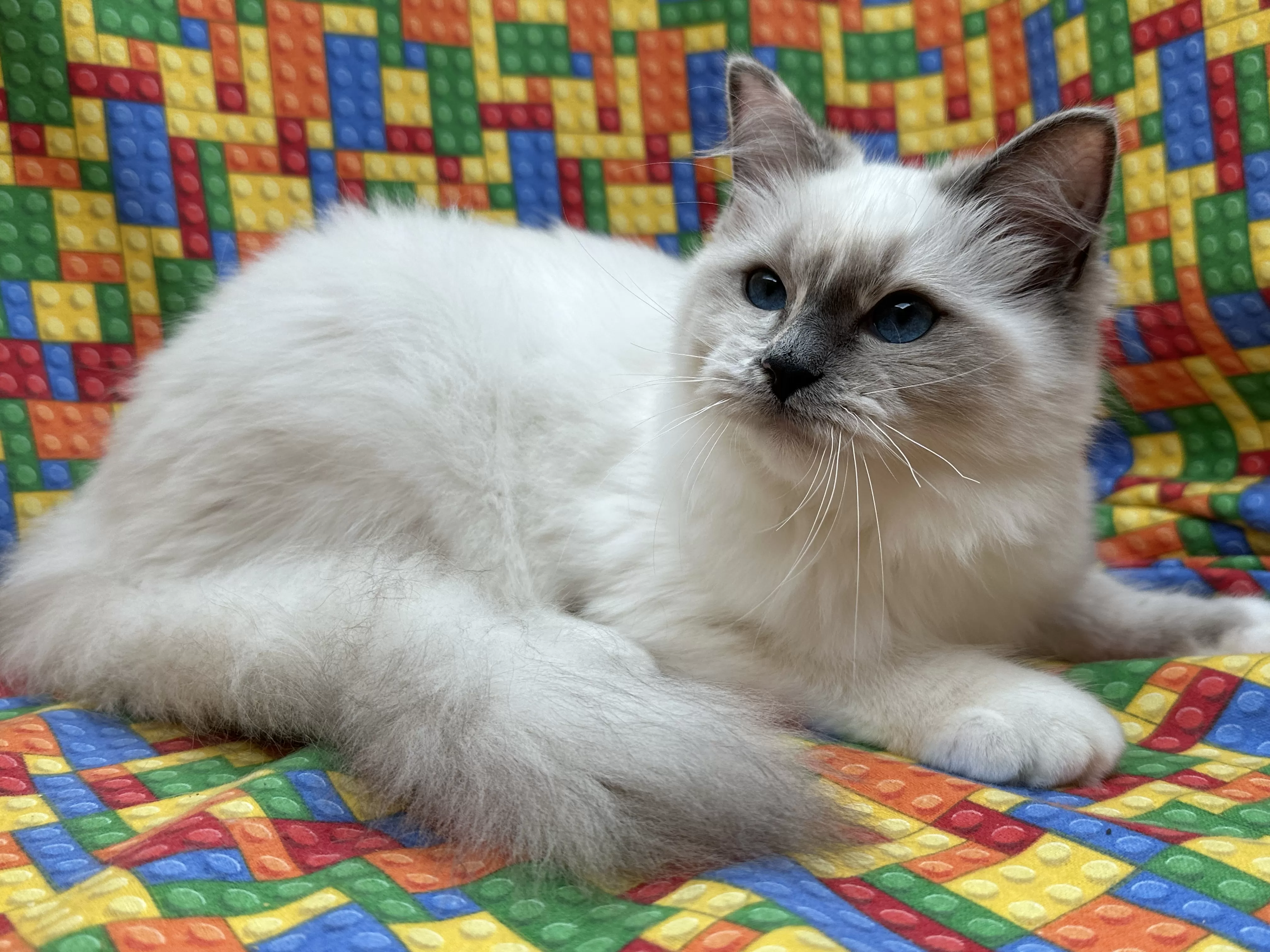 queens gallery image