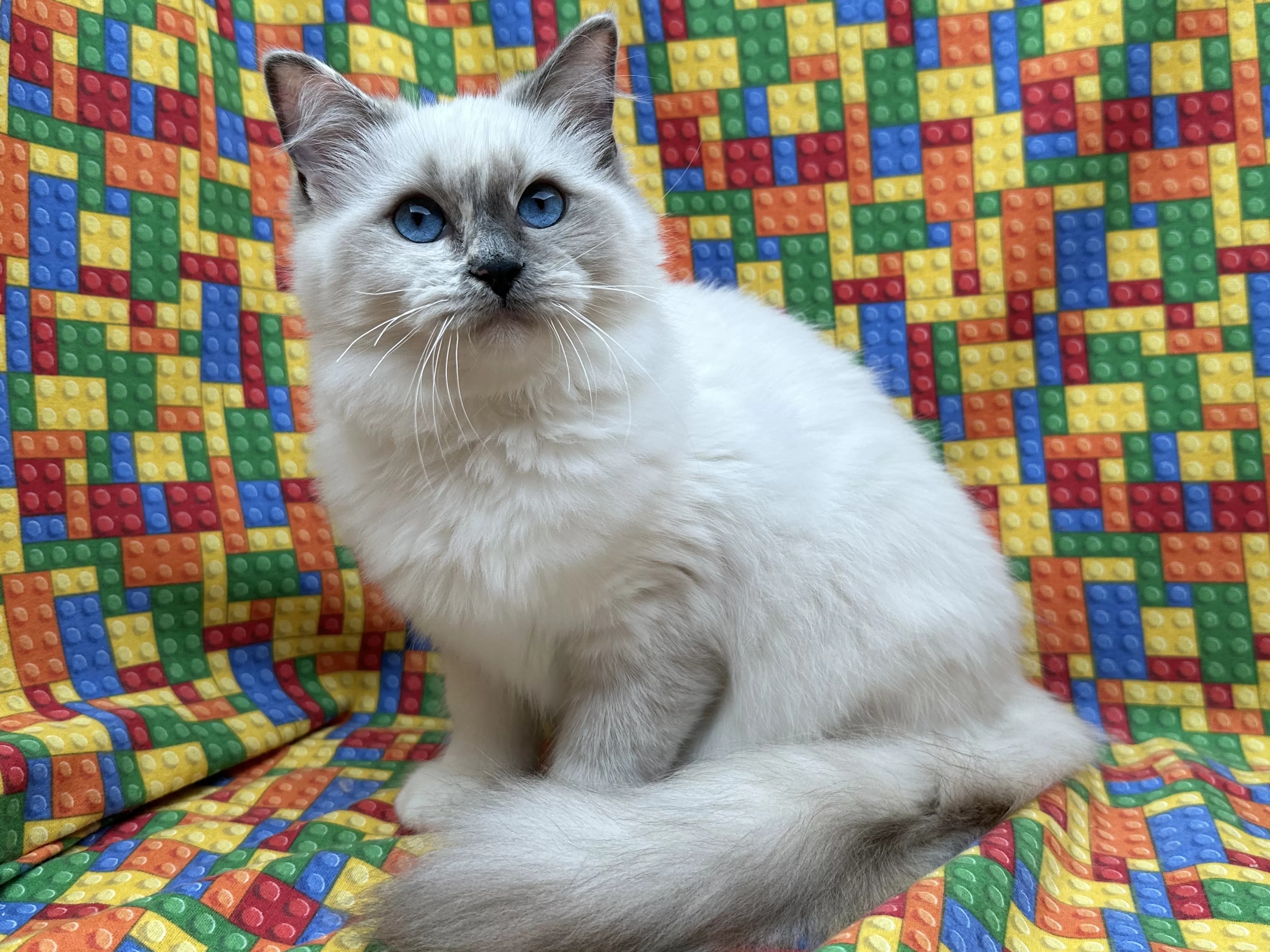 queens gallery image