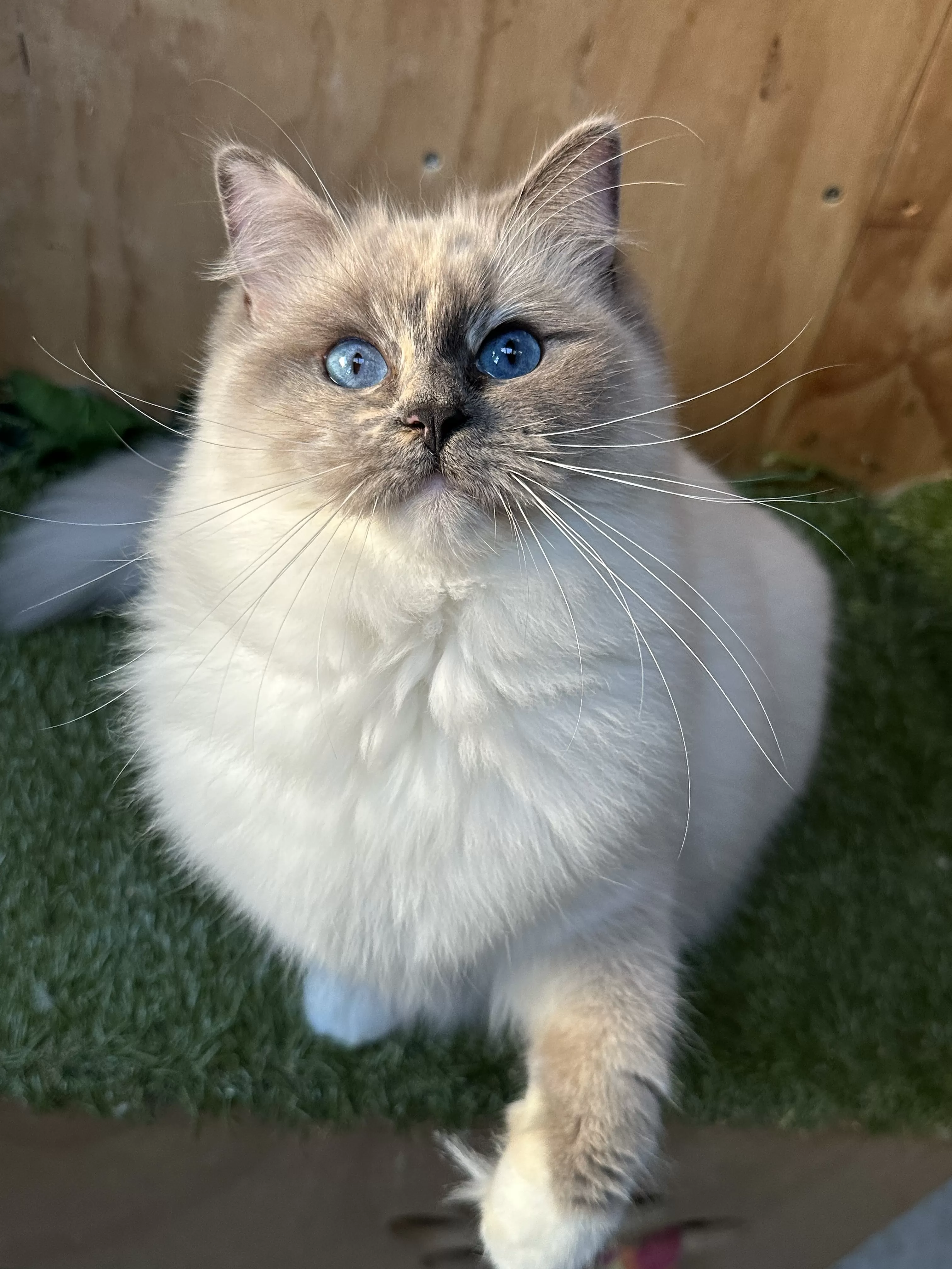 queens gallery image