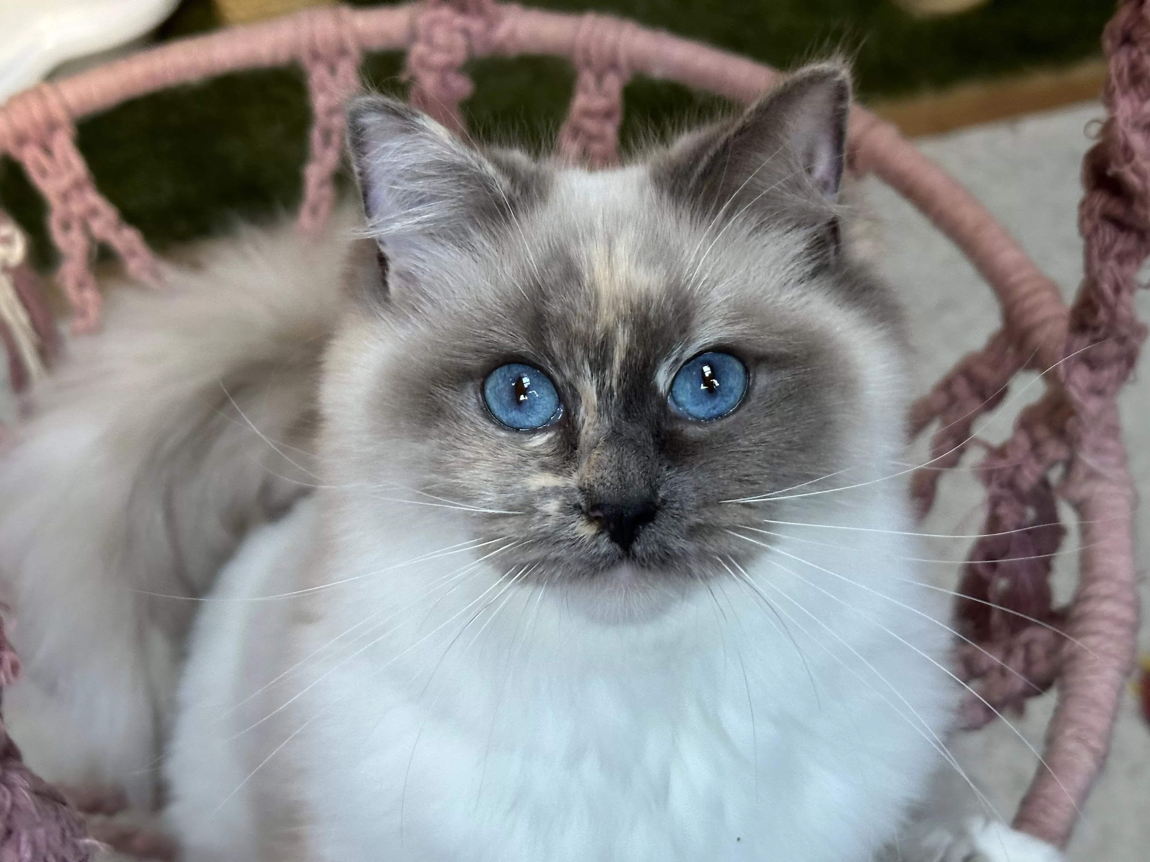 queens gallery image