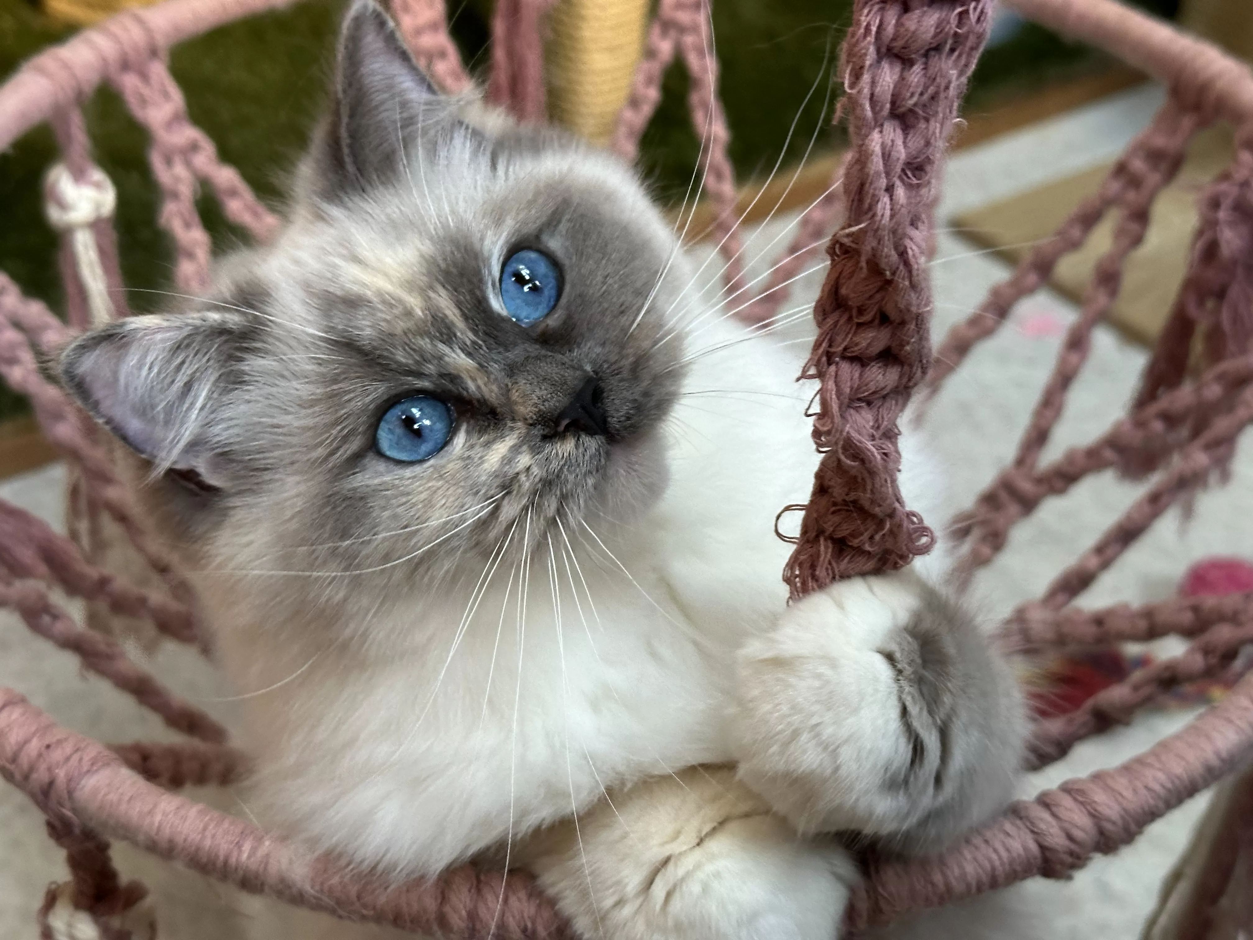 Blue Tortie Ragdoll