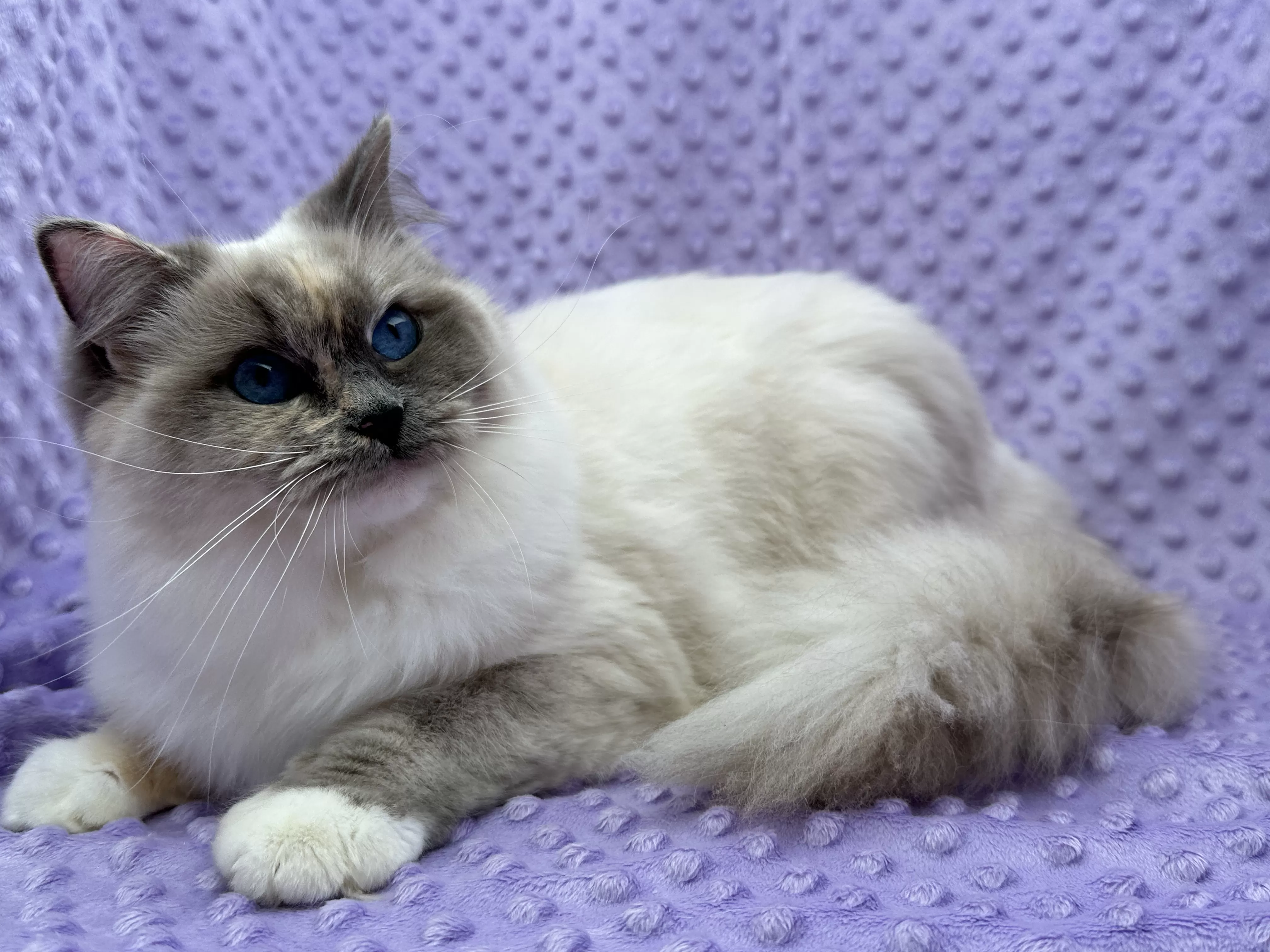 queens gallery image