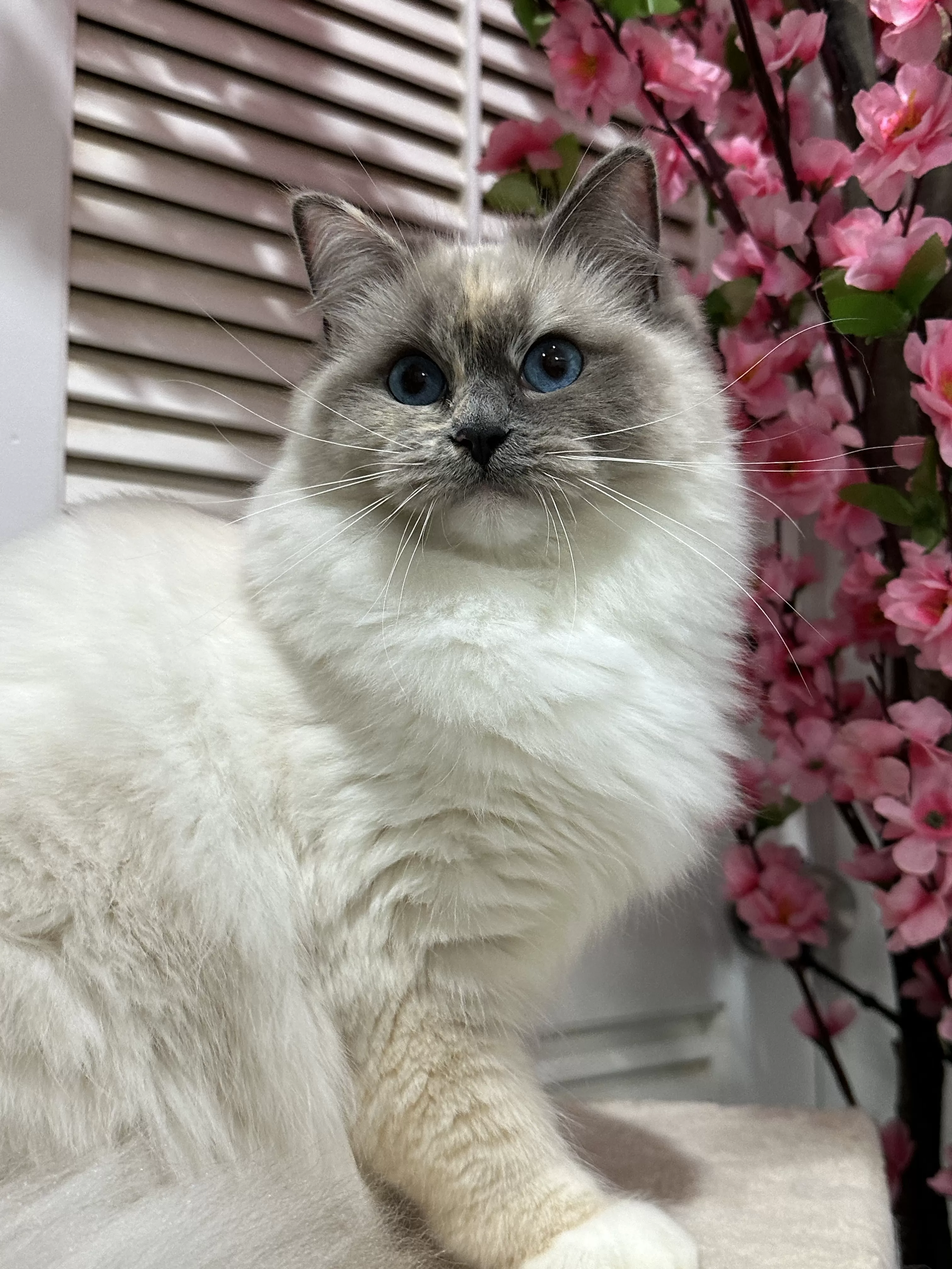 queens gallery image