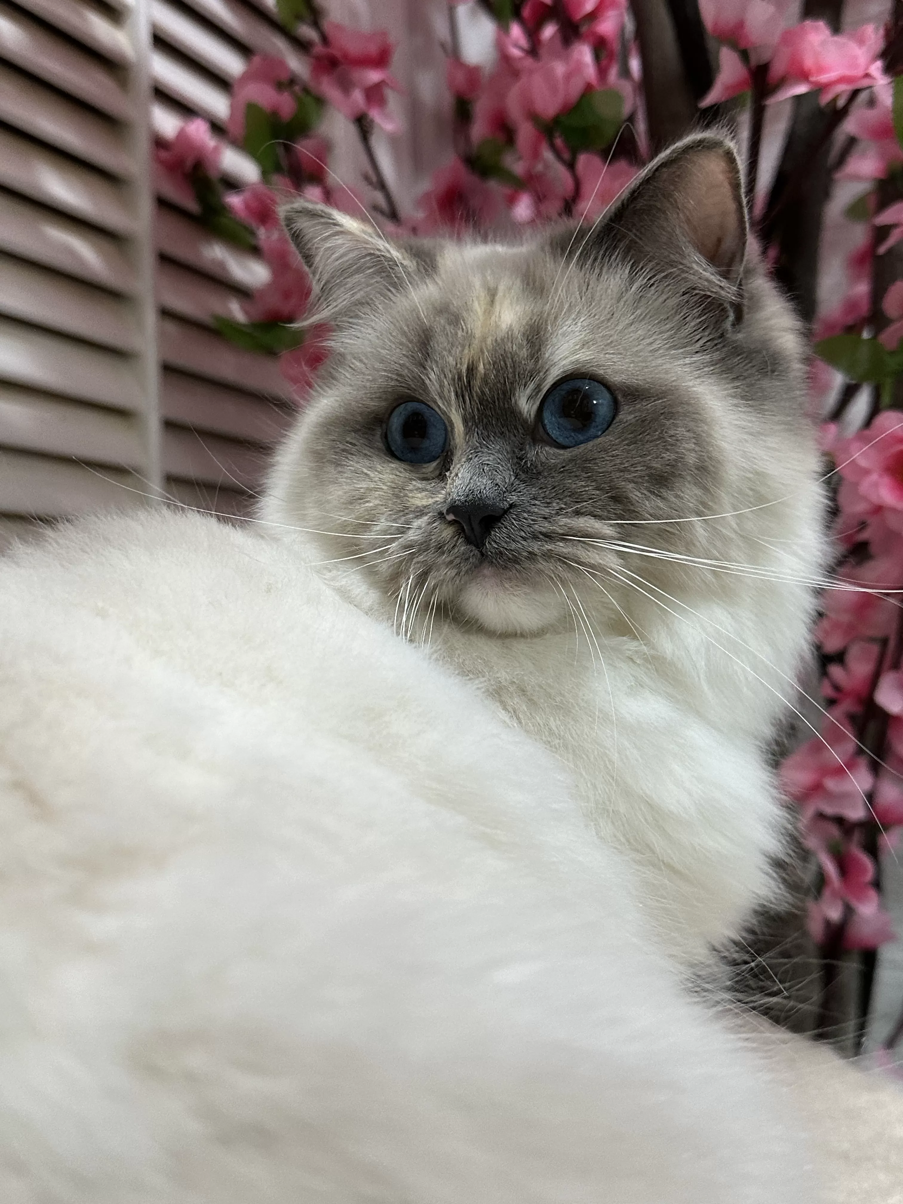 queens gallery image