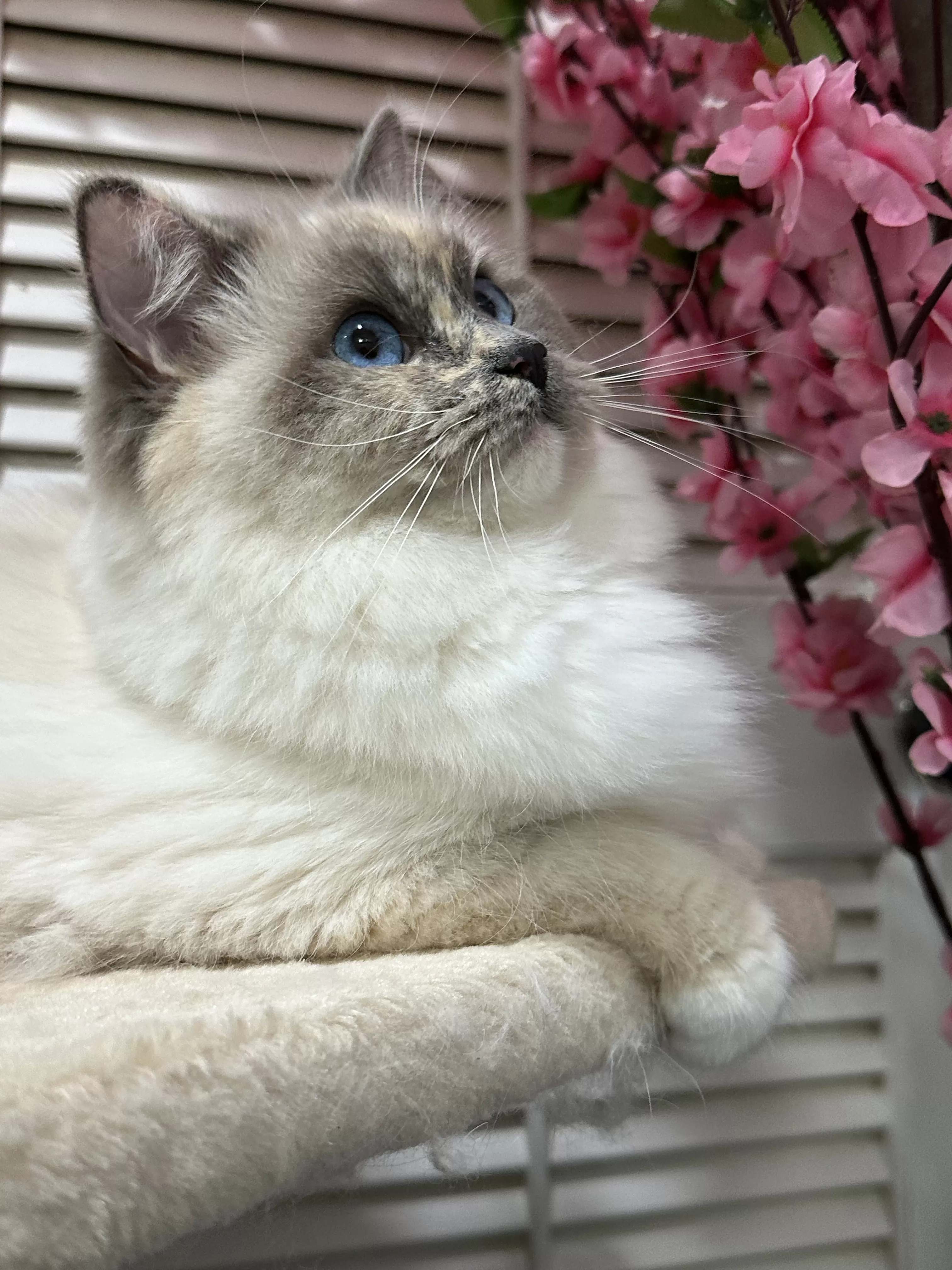 queens gallery image