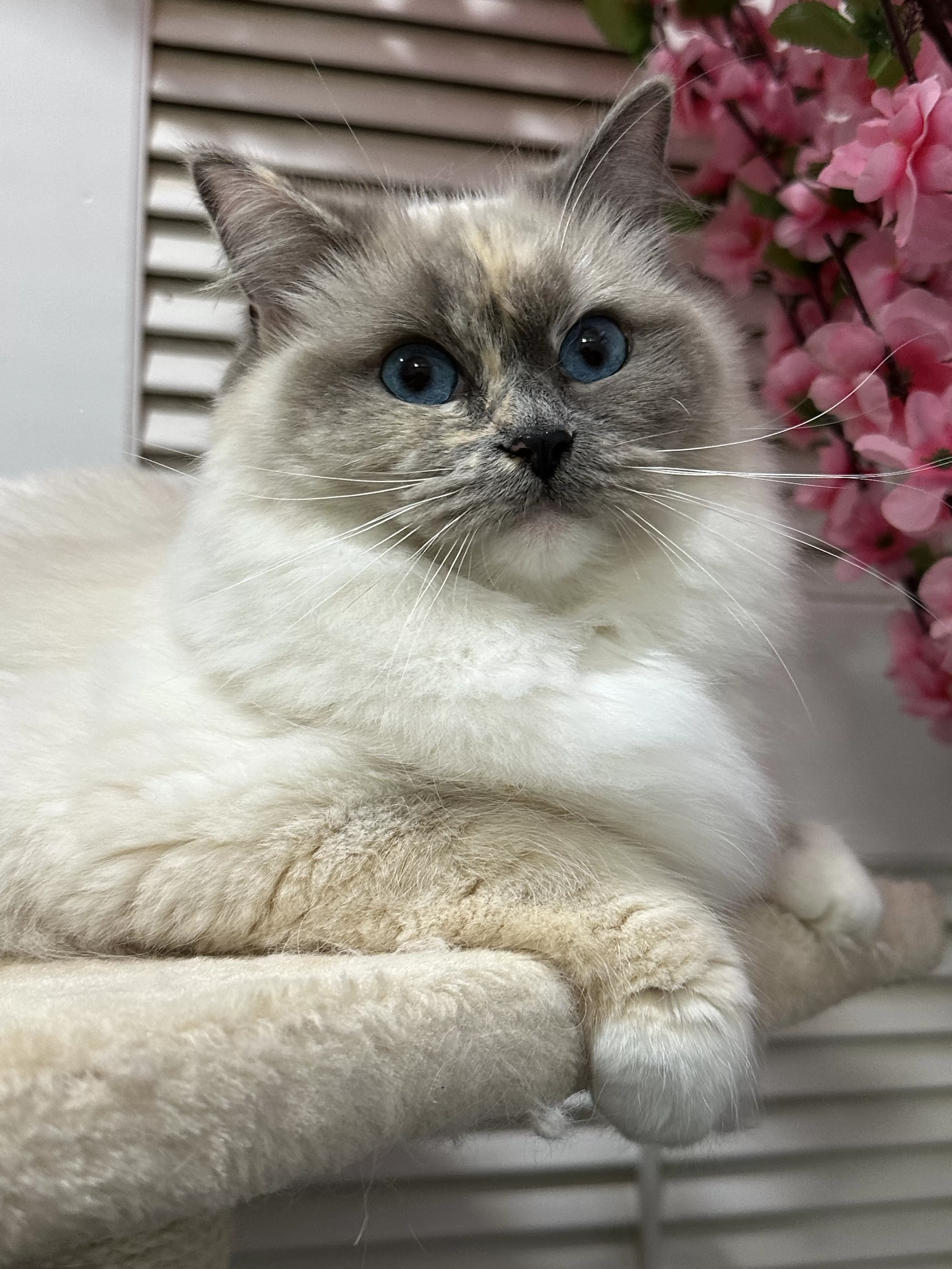 queens gallery image