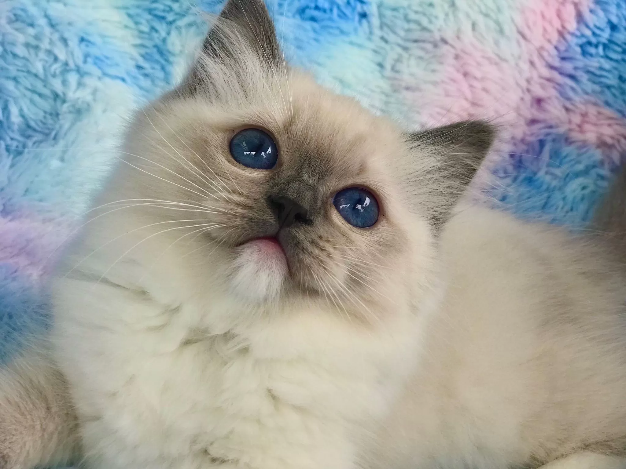 queens gallery image