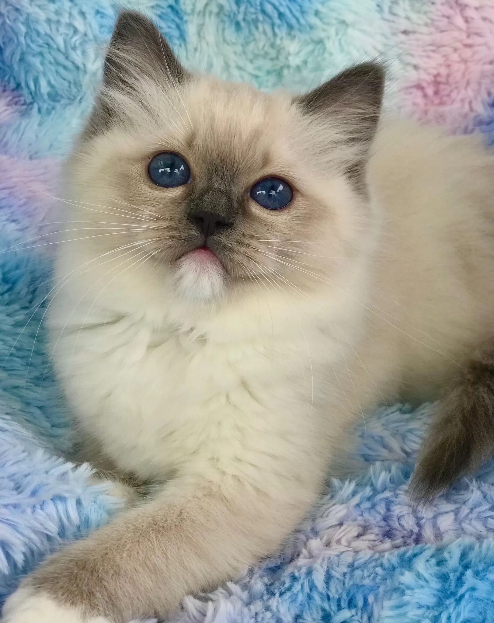 queens gallery image