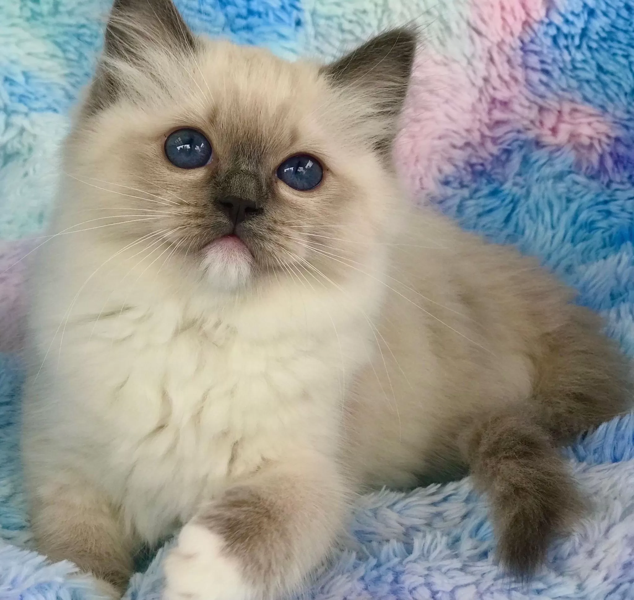 queens gallery image