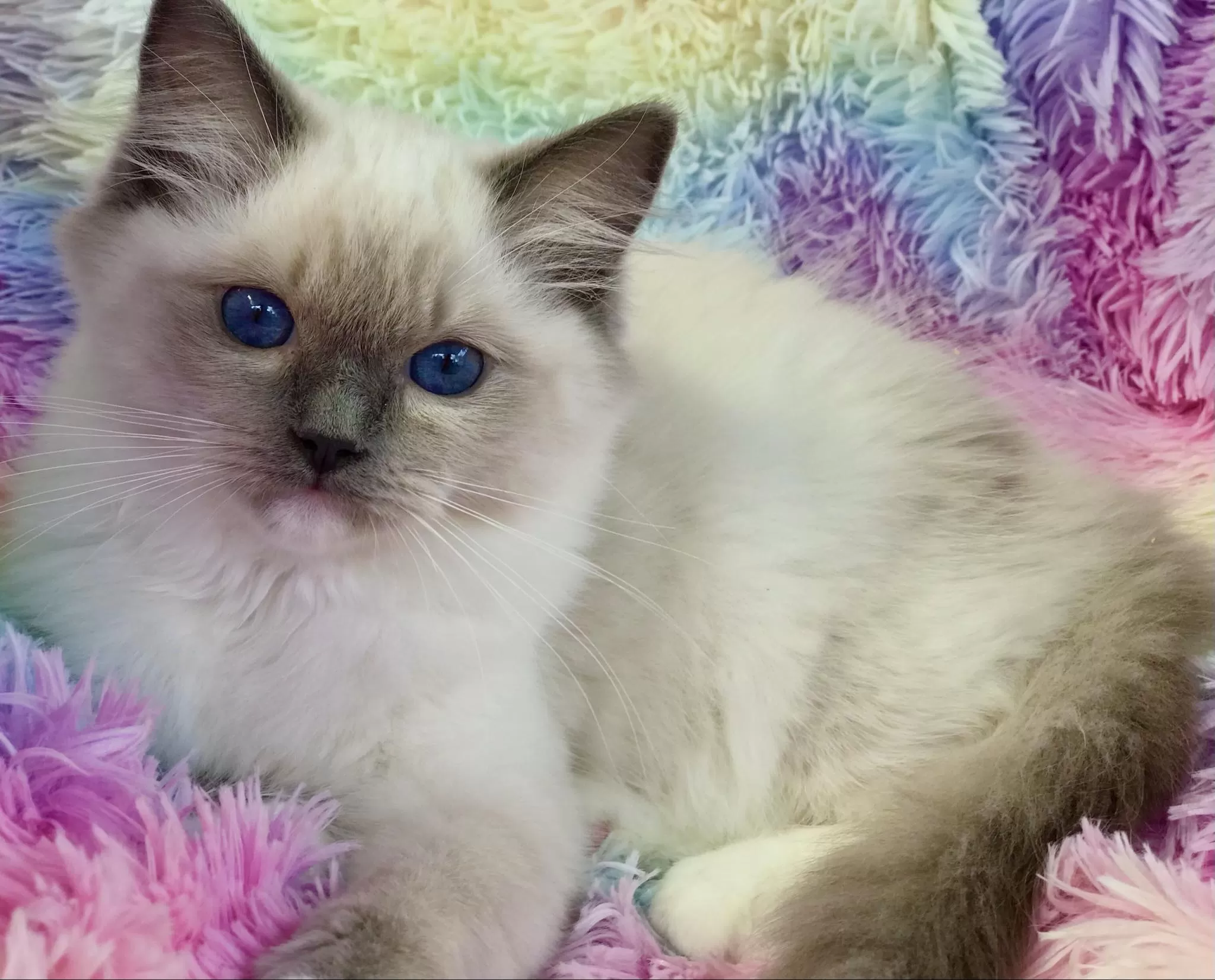 queens gallery image