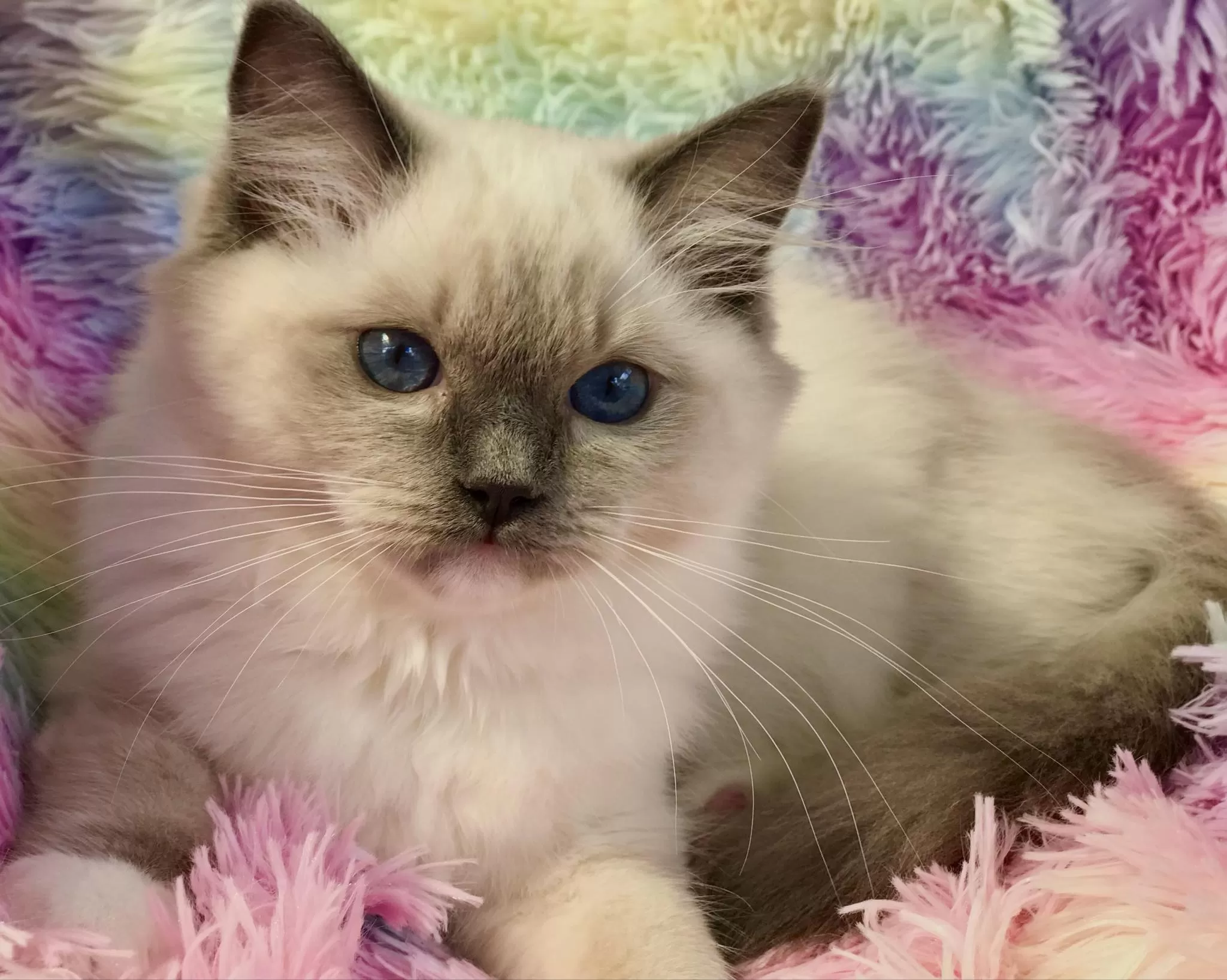 queens gallery image