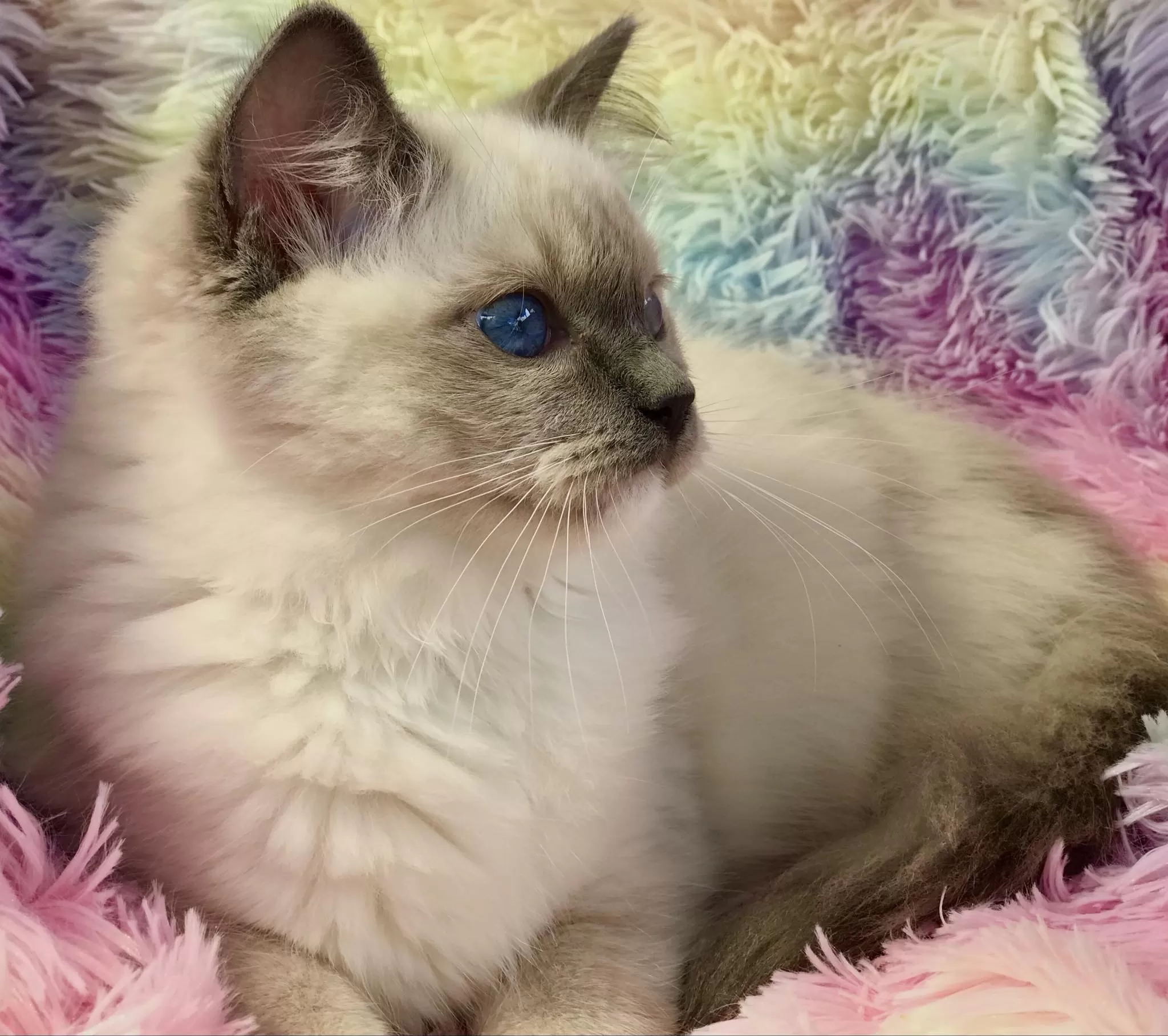 queens gallery image