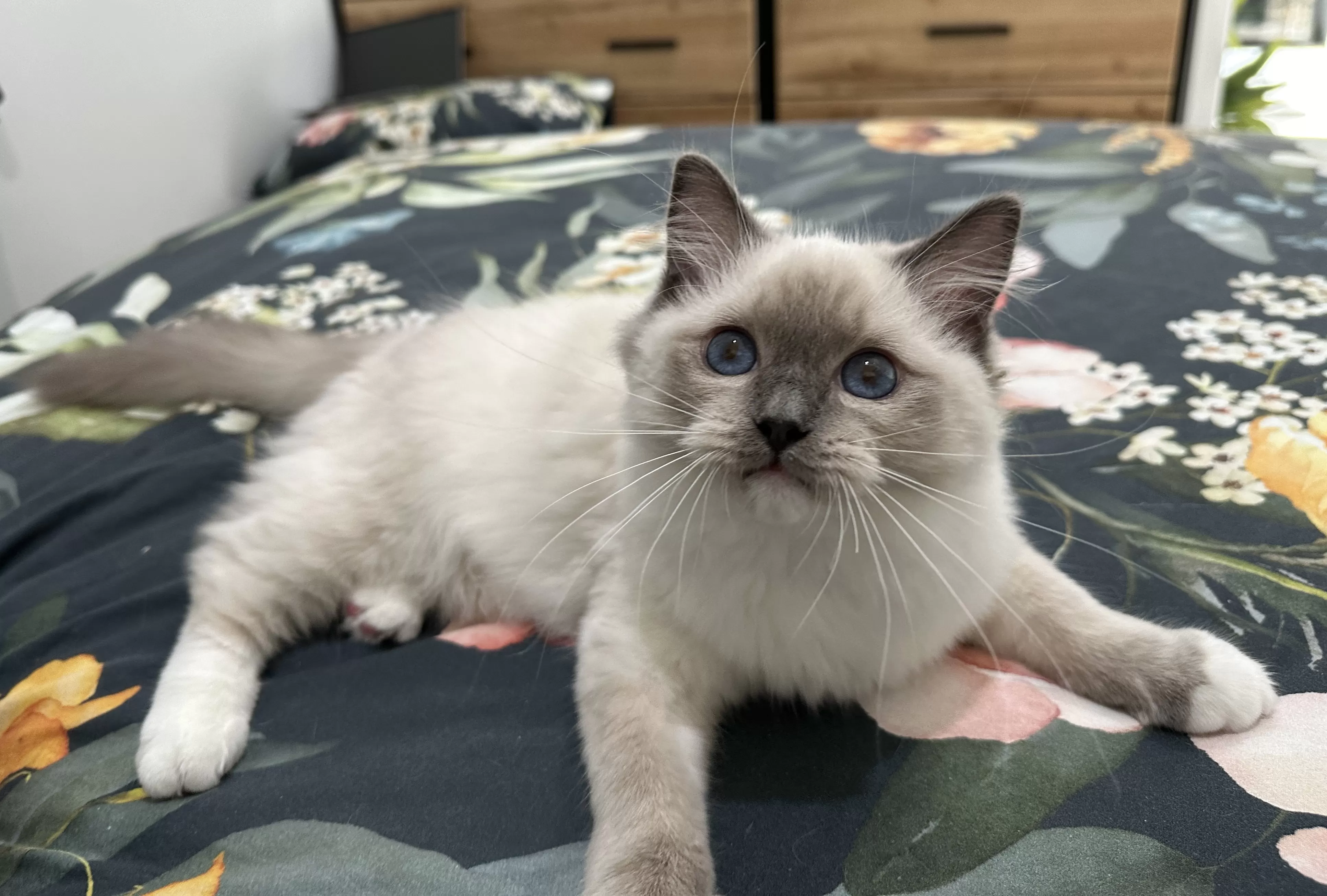 queens gallery image