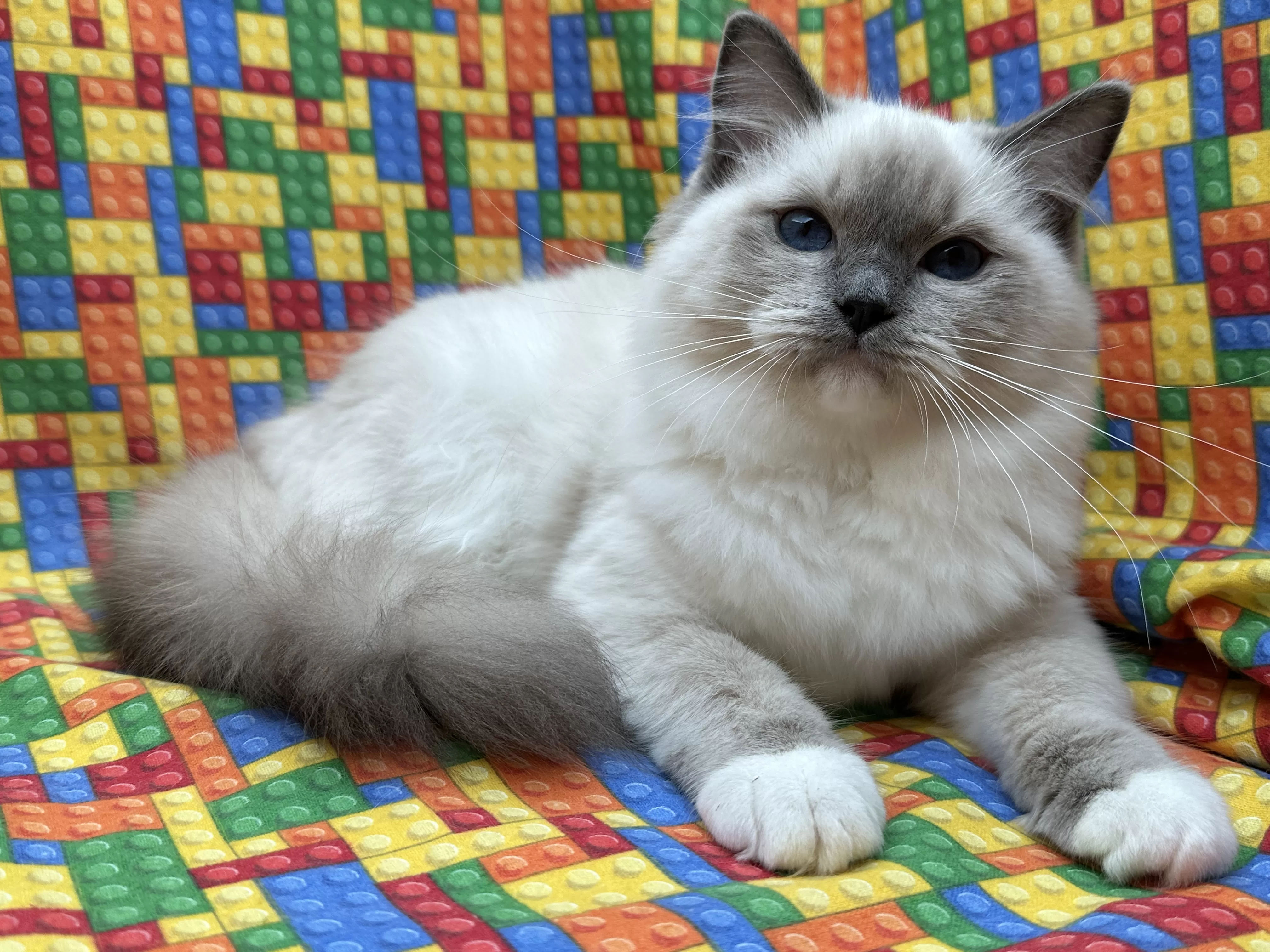 queens gallery image