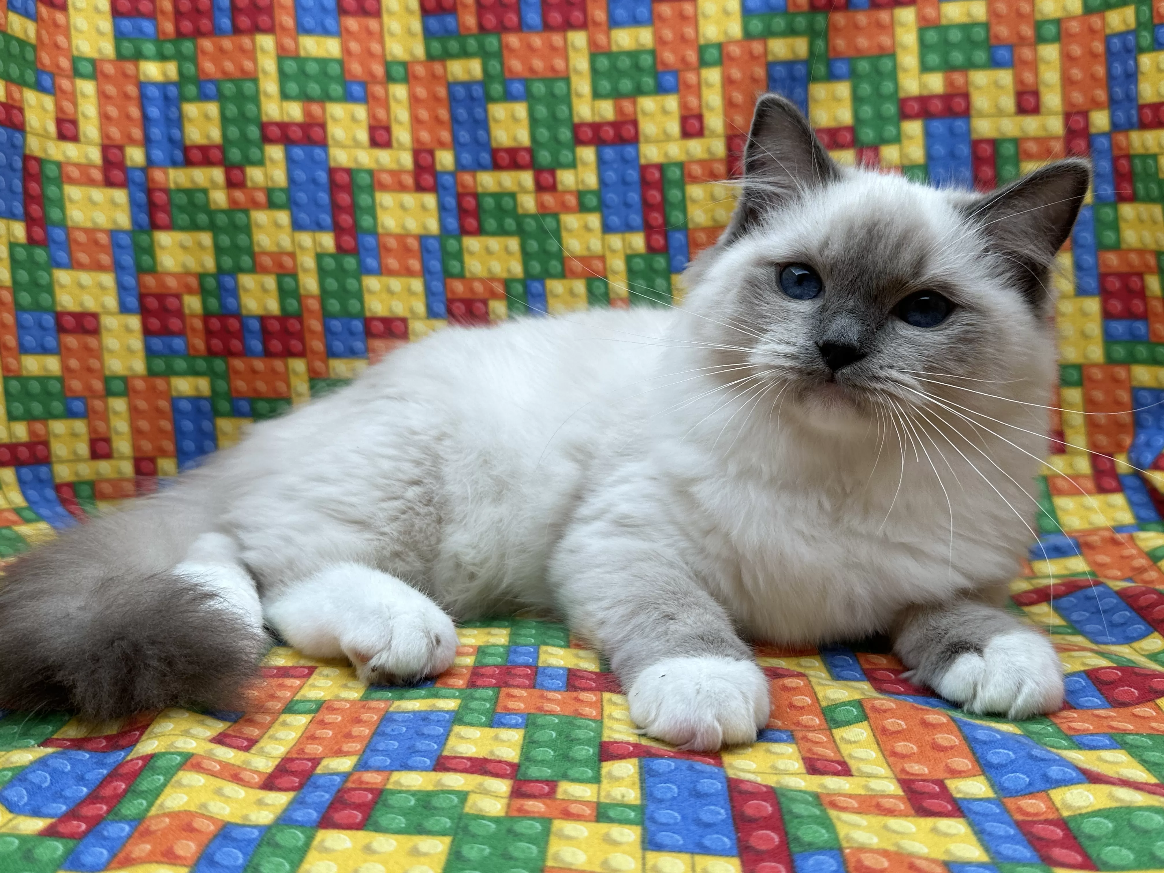 queens gallery image