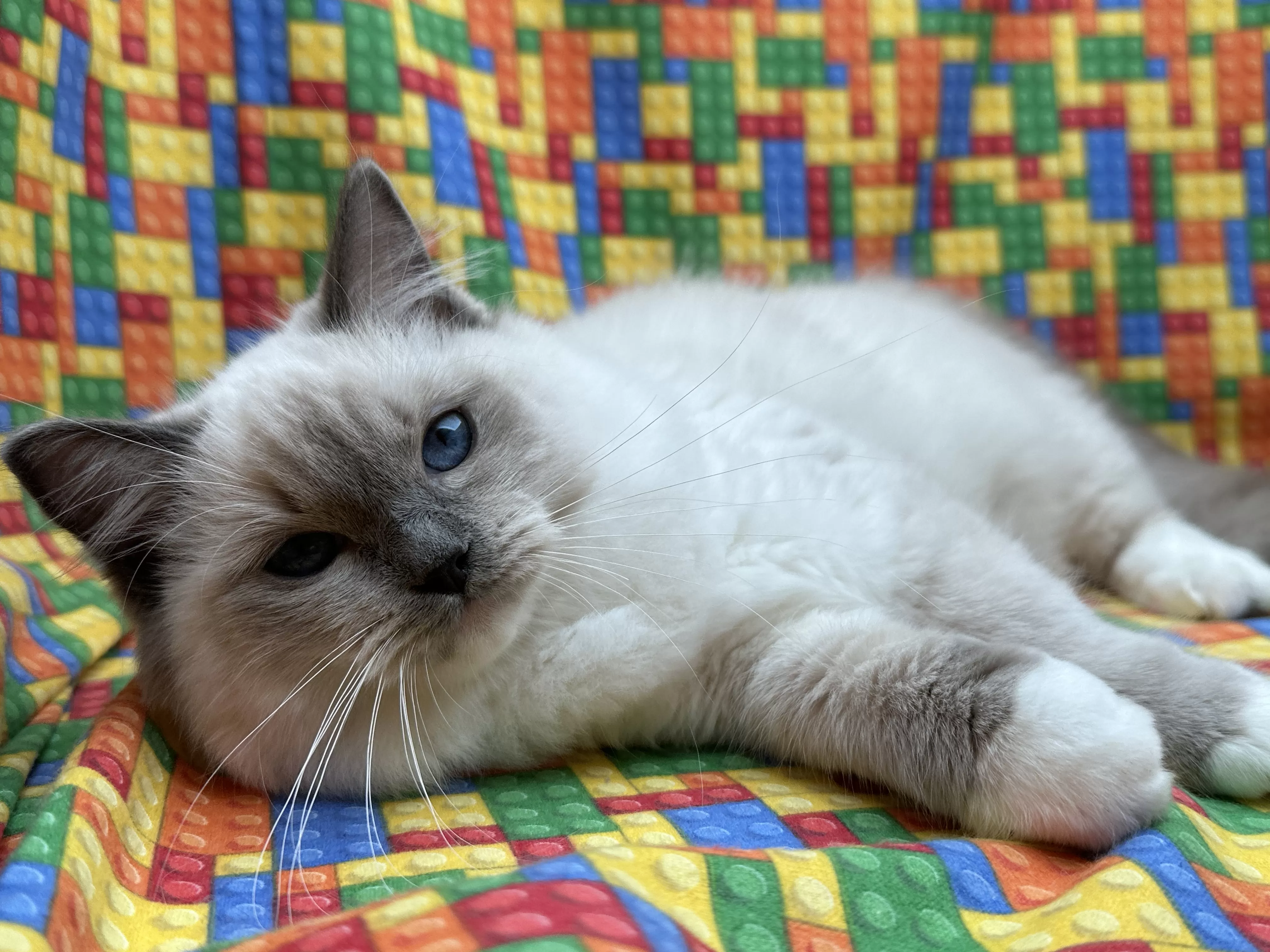 queens gallery image