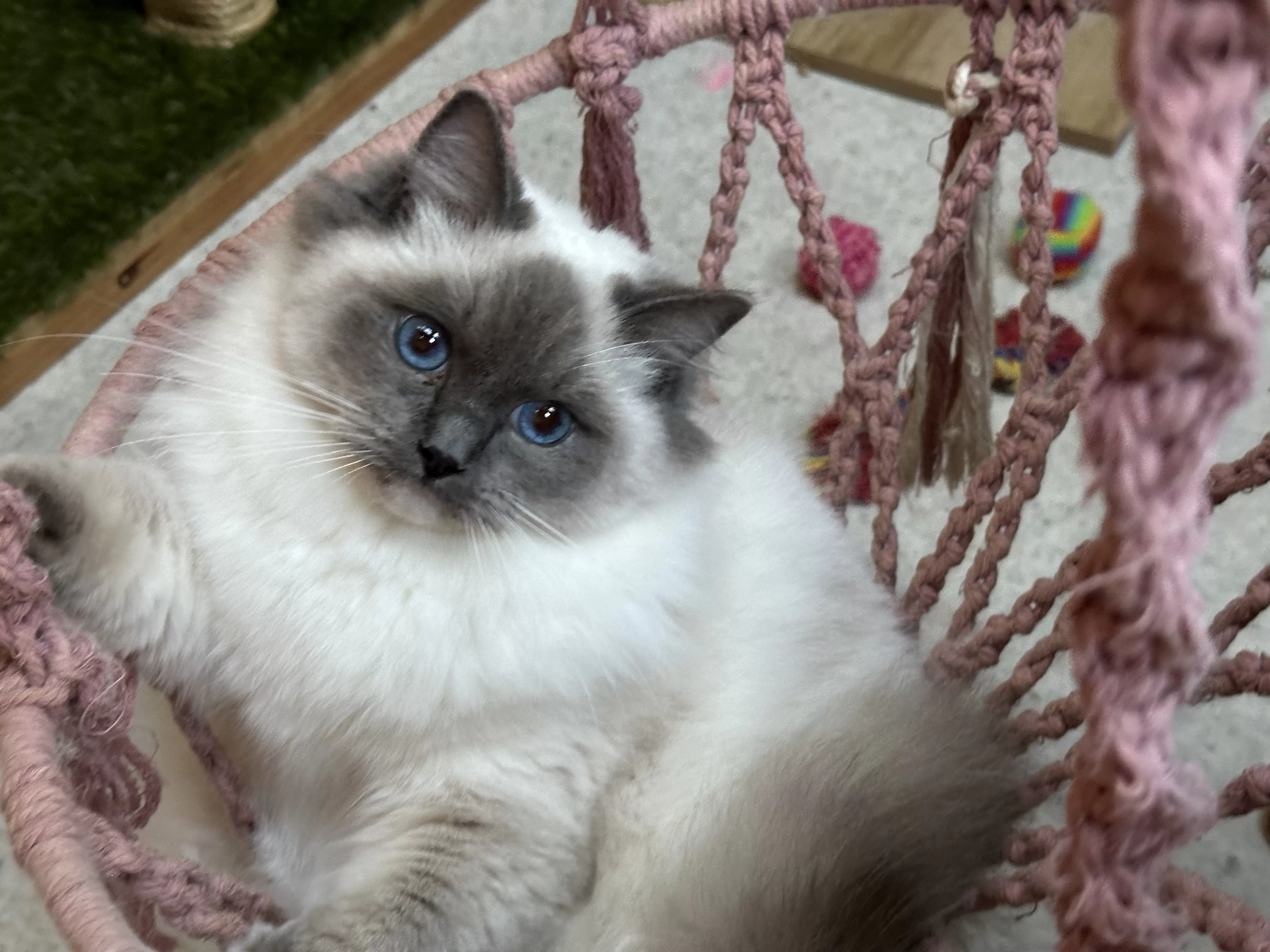 queens gallery image