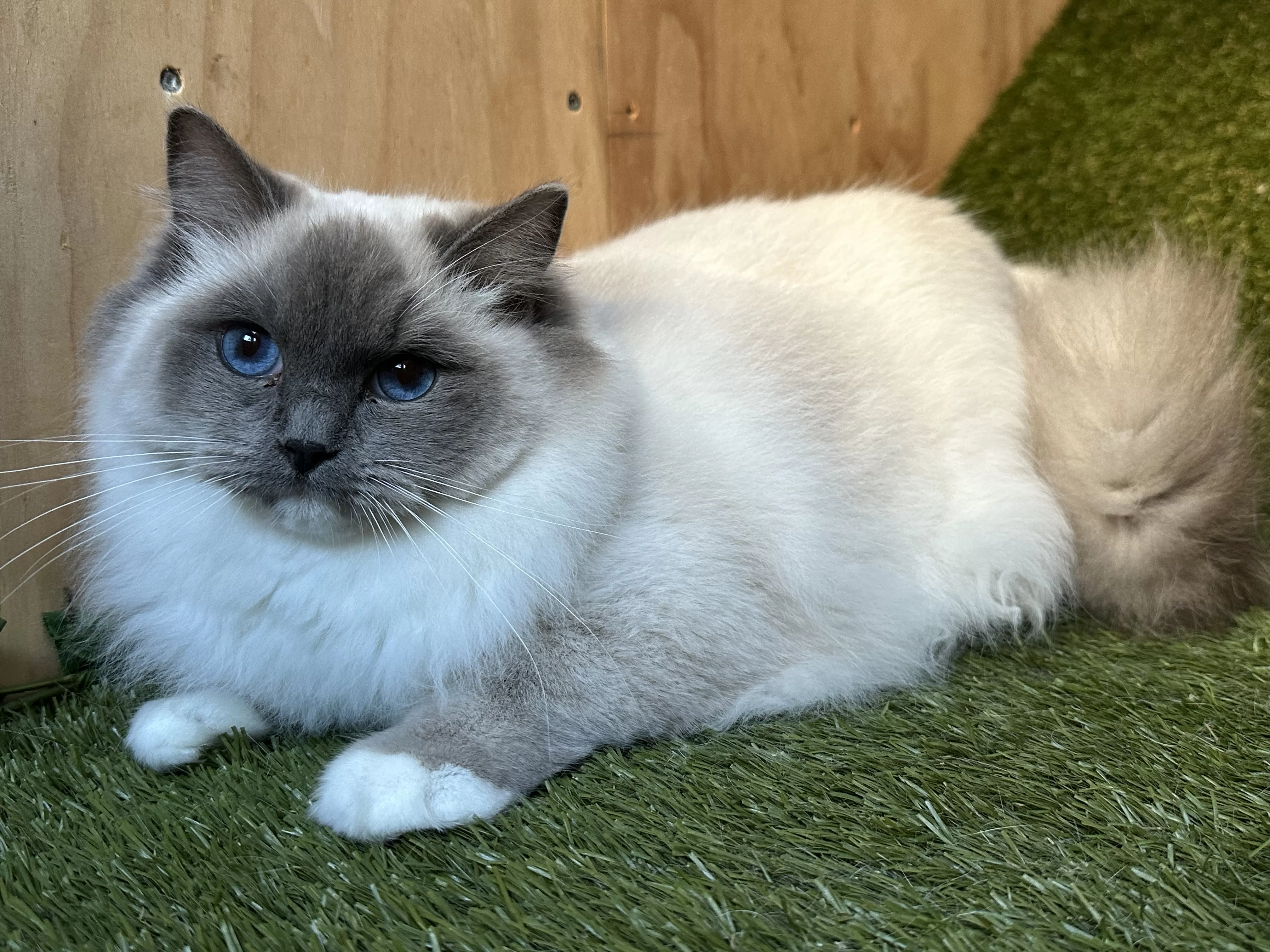 queens gallery image