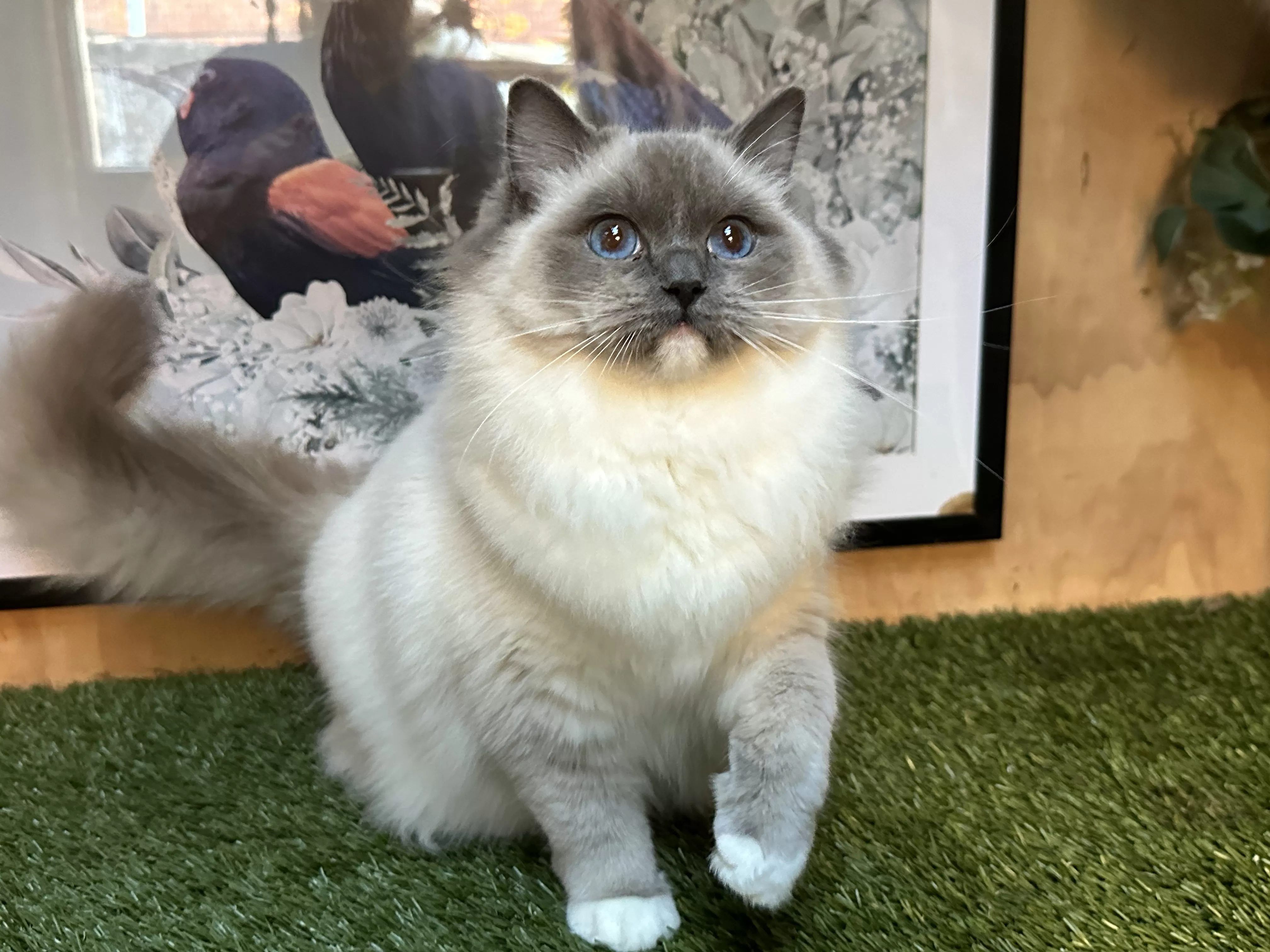 queens gallery image