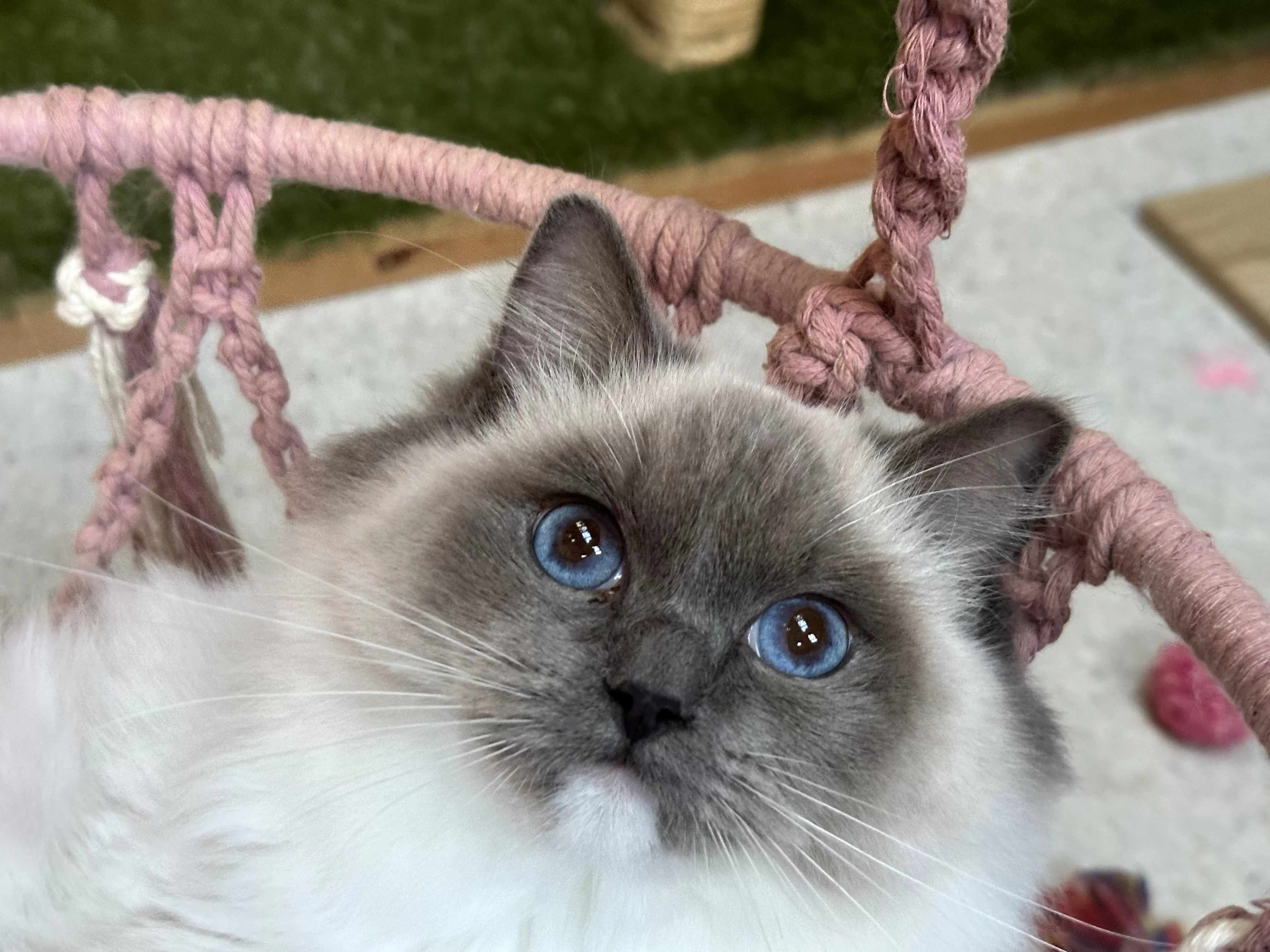 queens gallery image