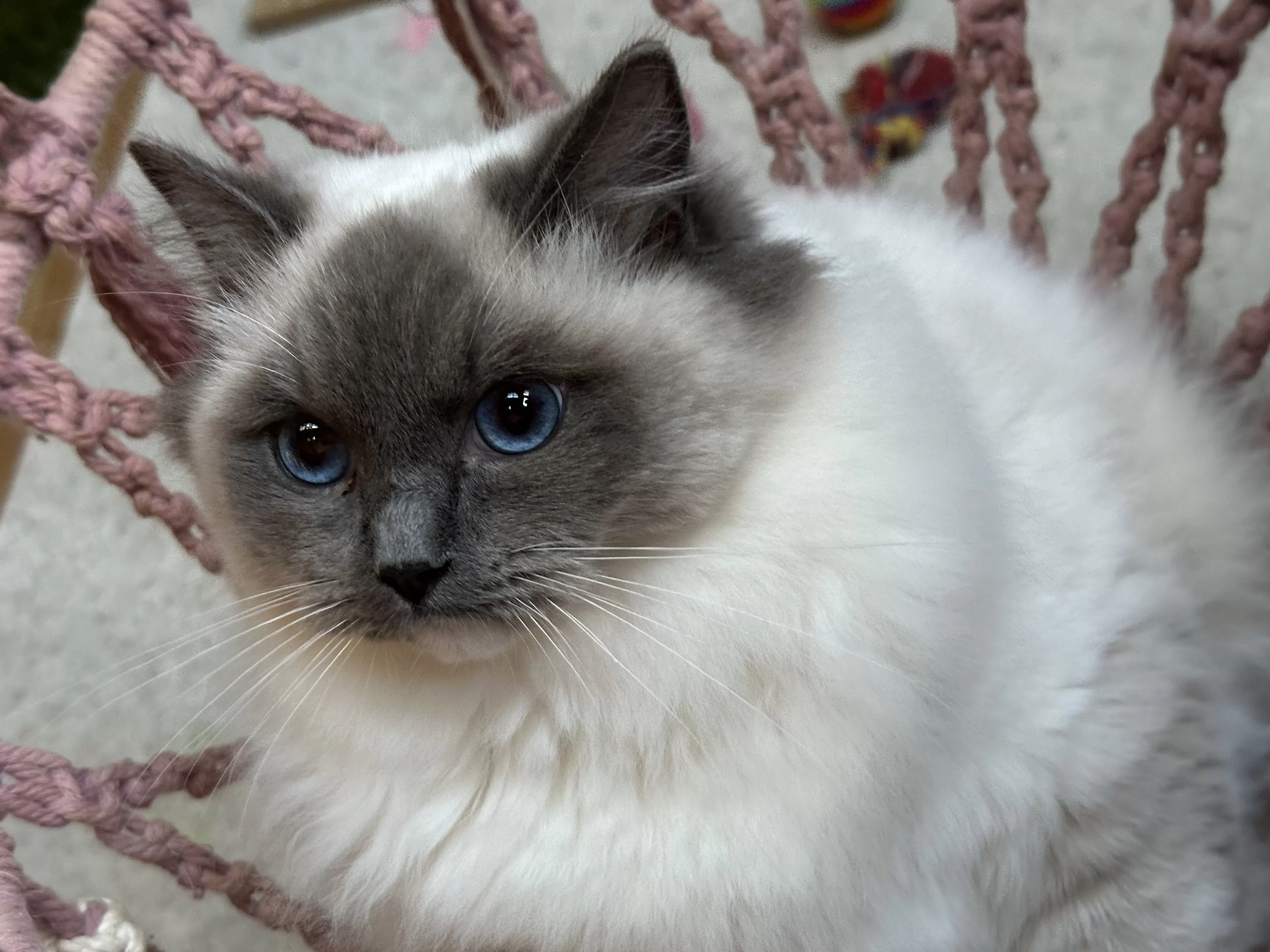 queens gallery image