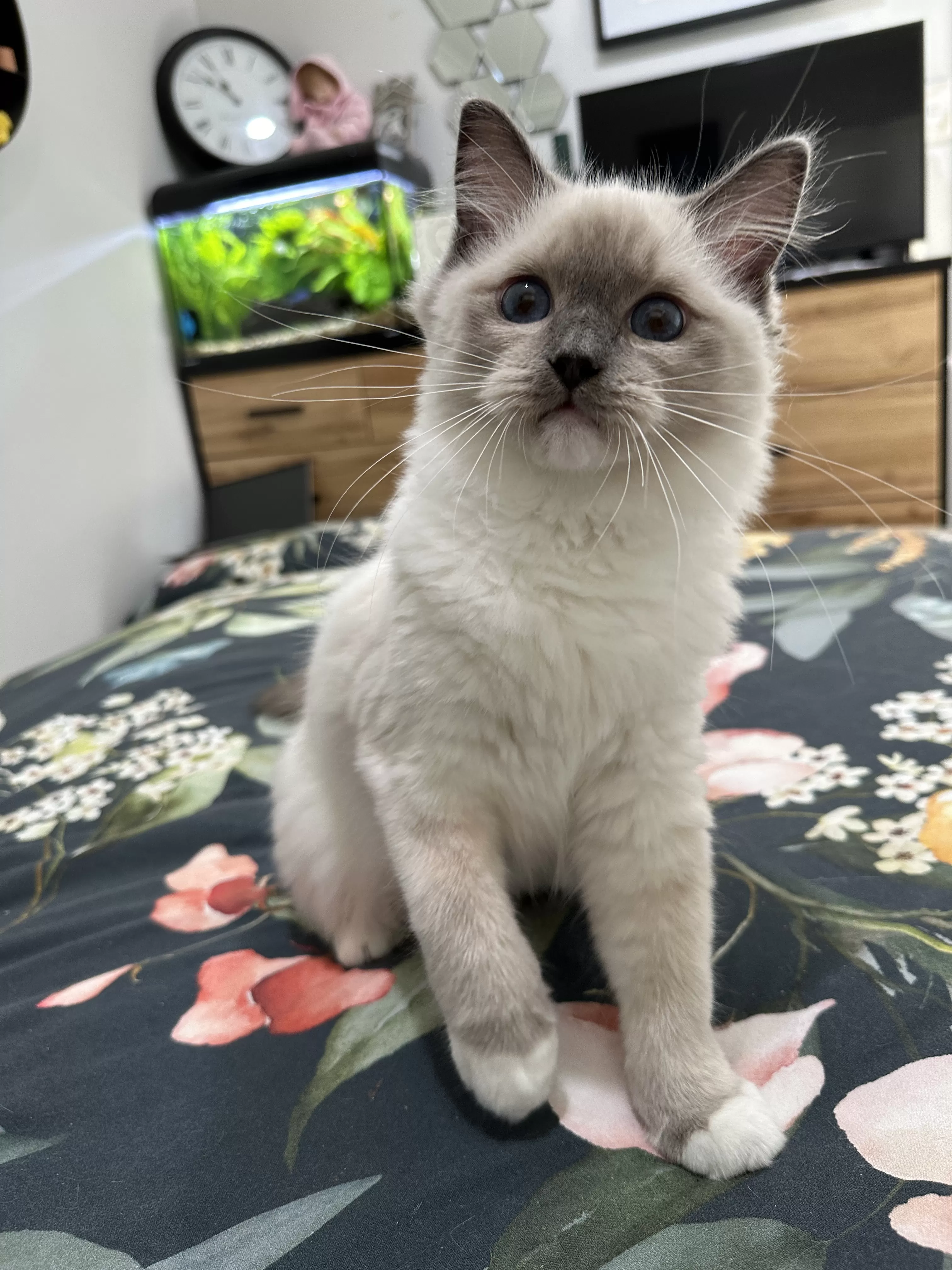 queens gallery image