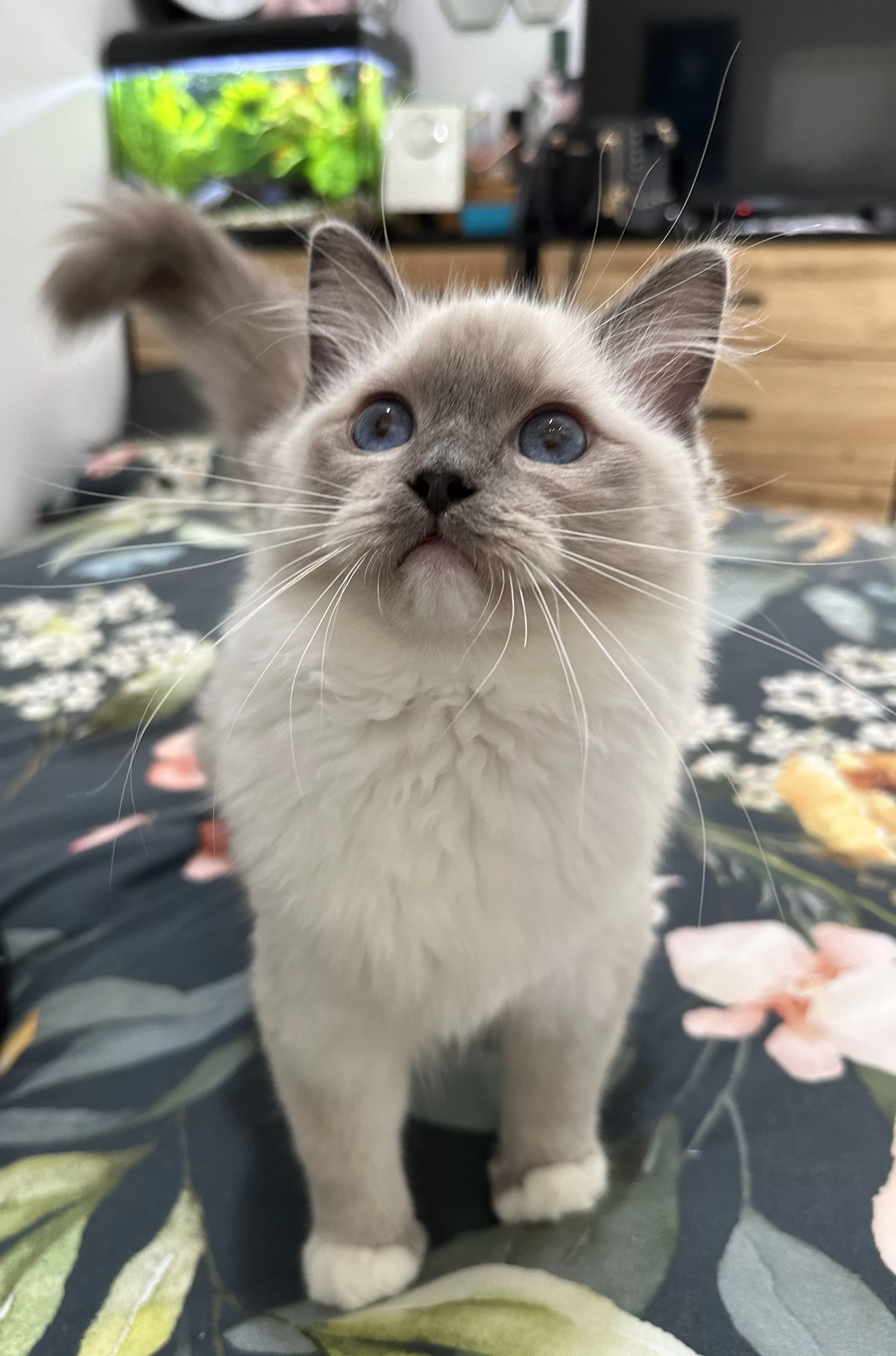 queens gallery image