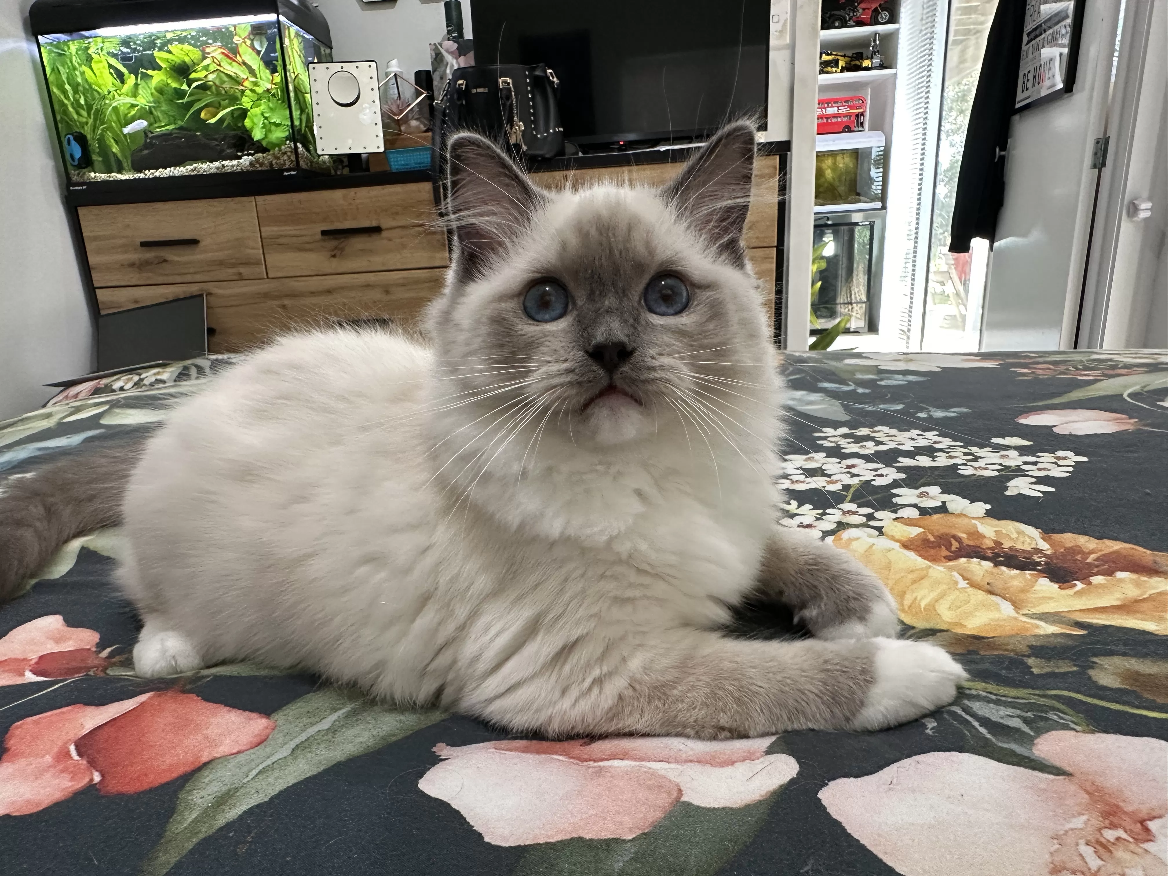 queens gallery image