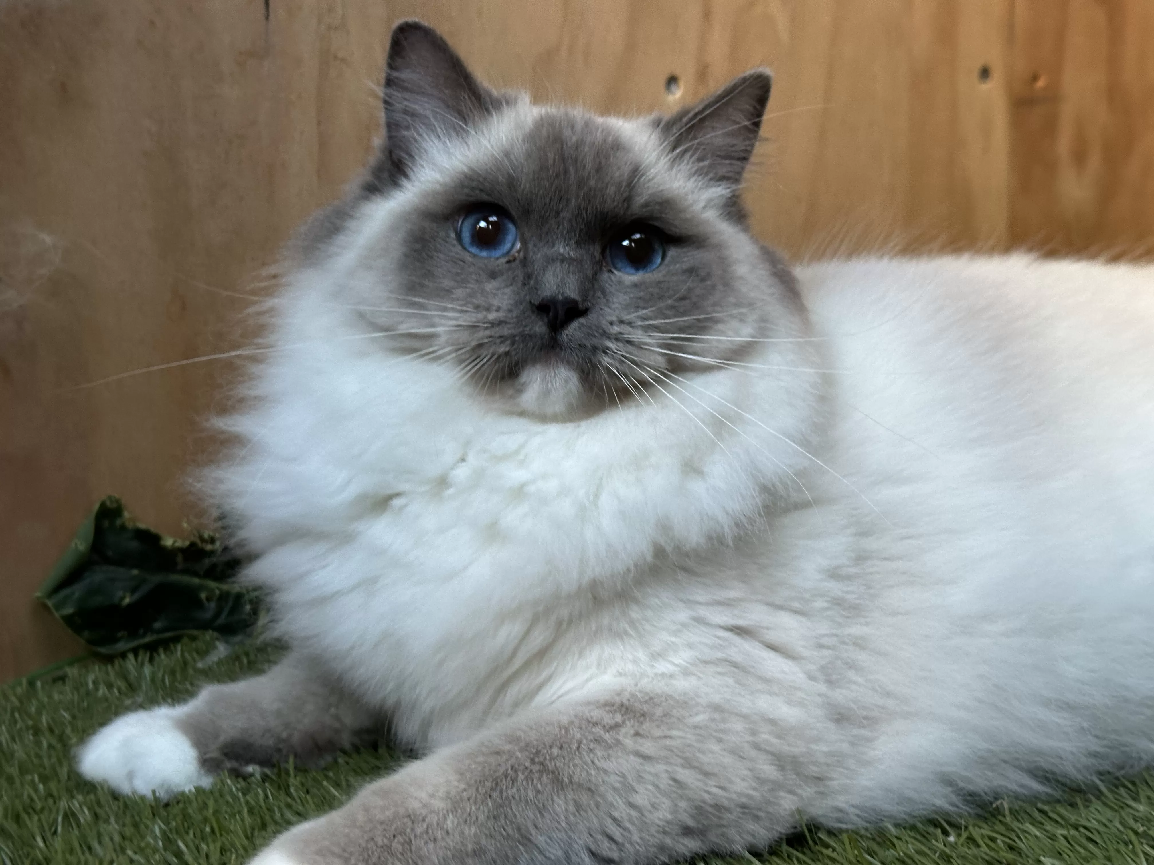 queens gallery image