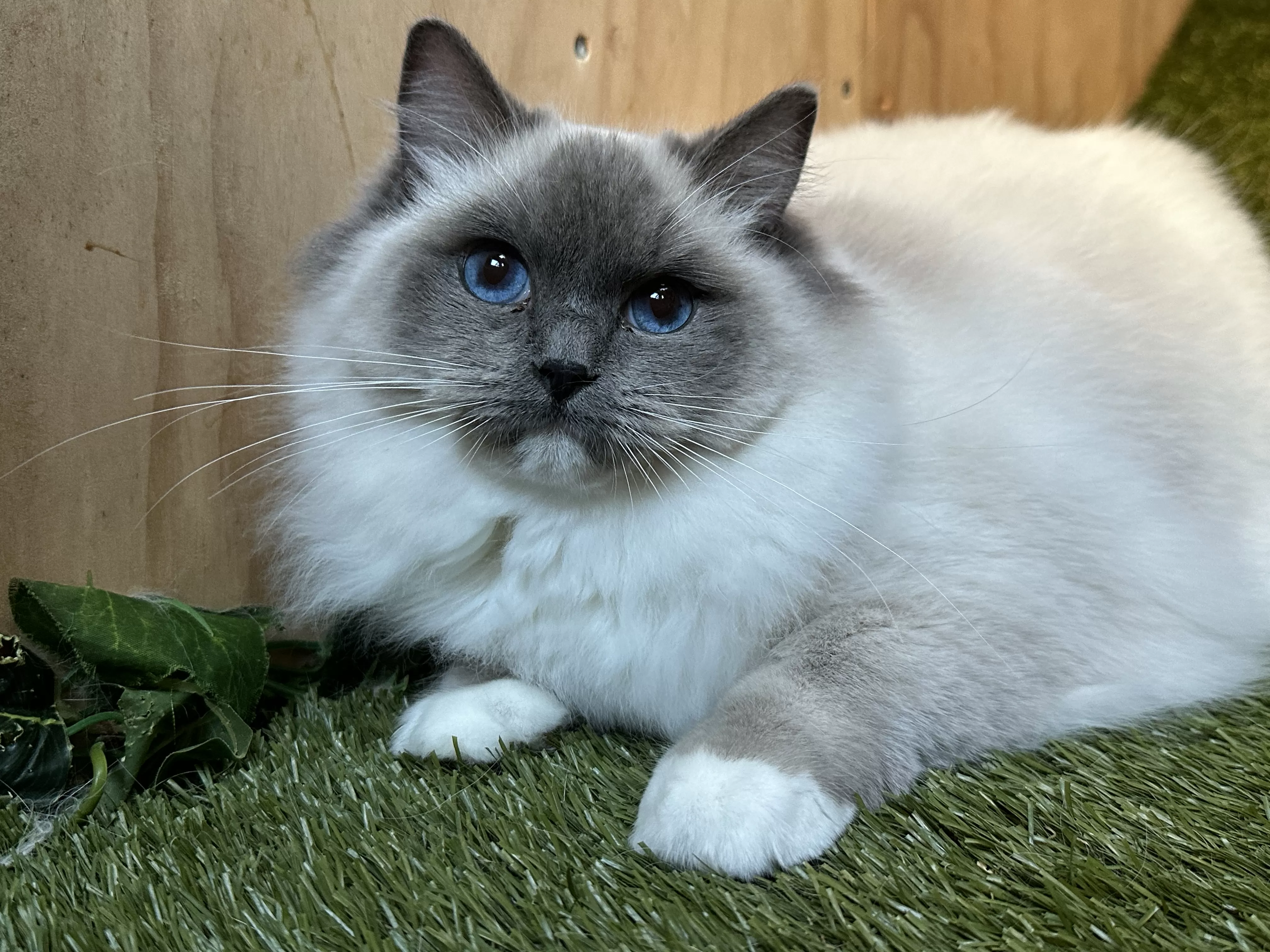 queens gallery image