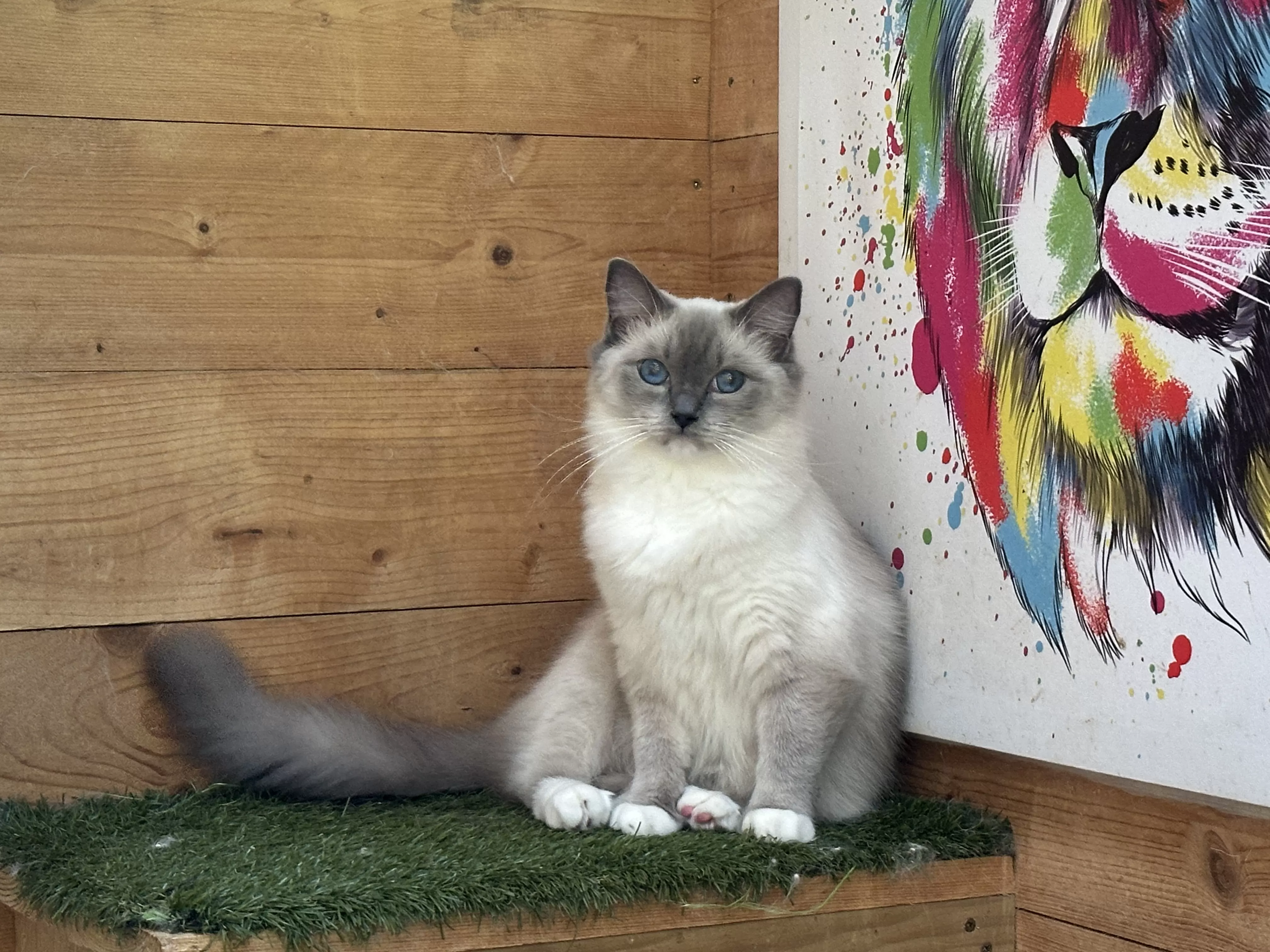 queens gallery image