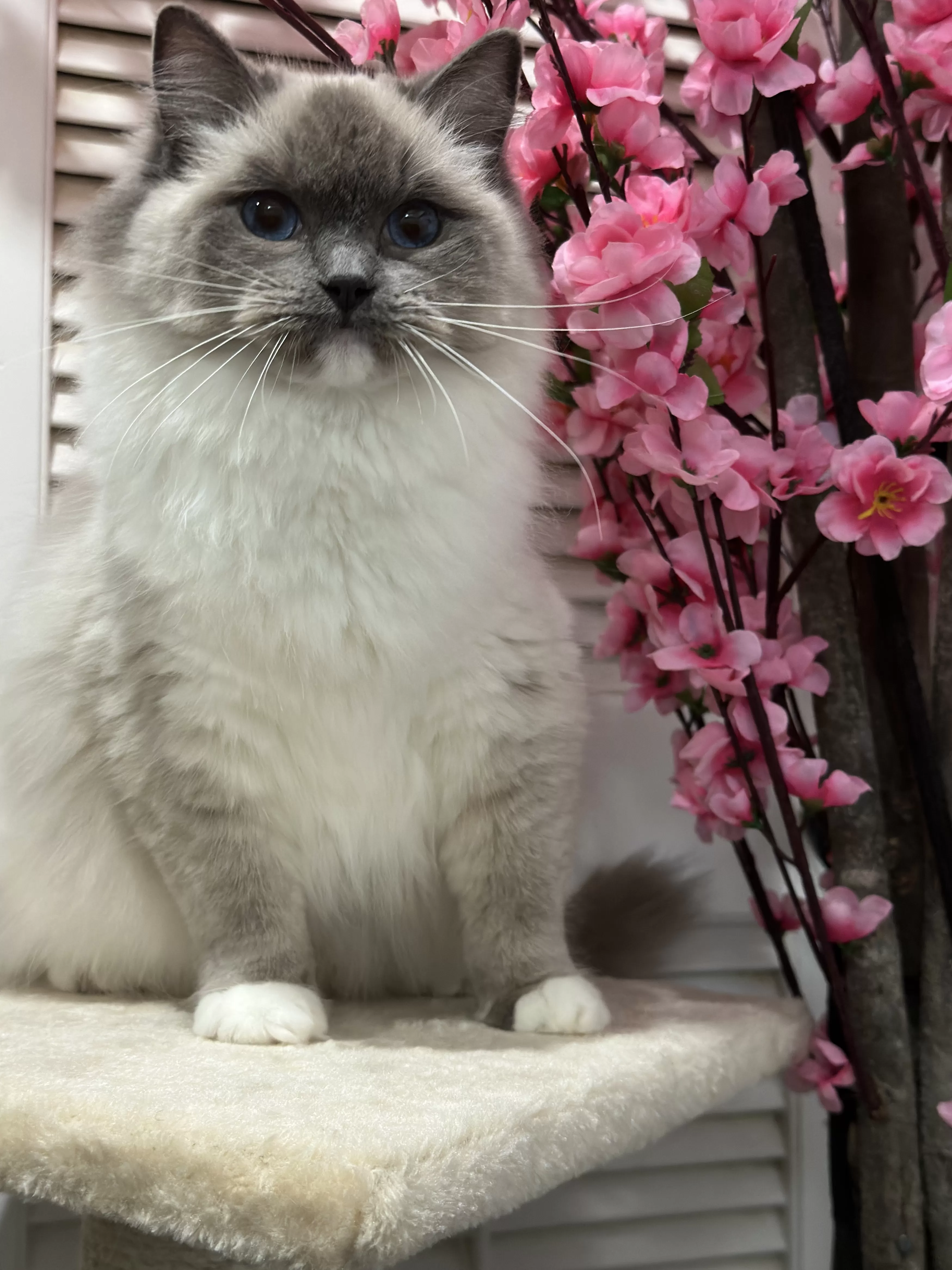 queens gallery image